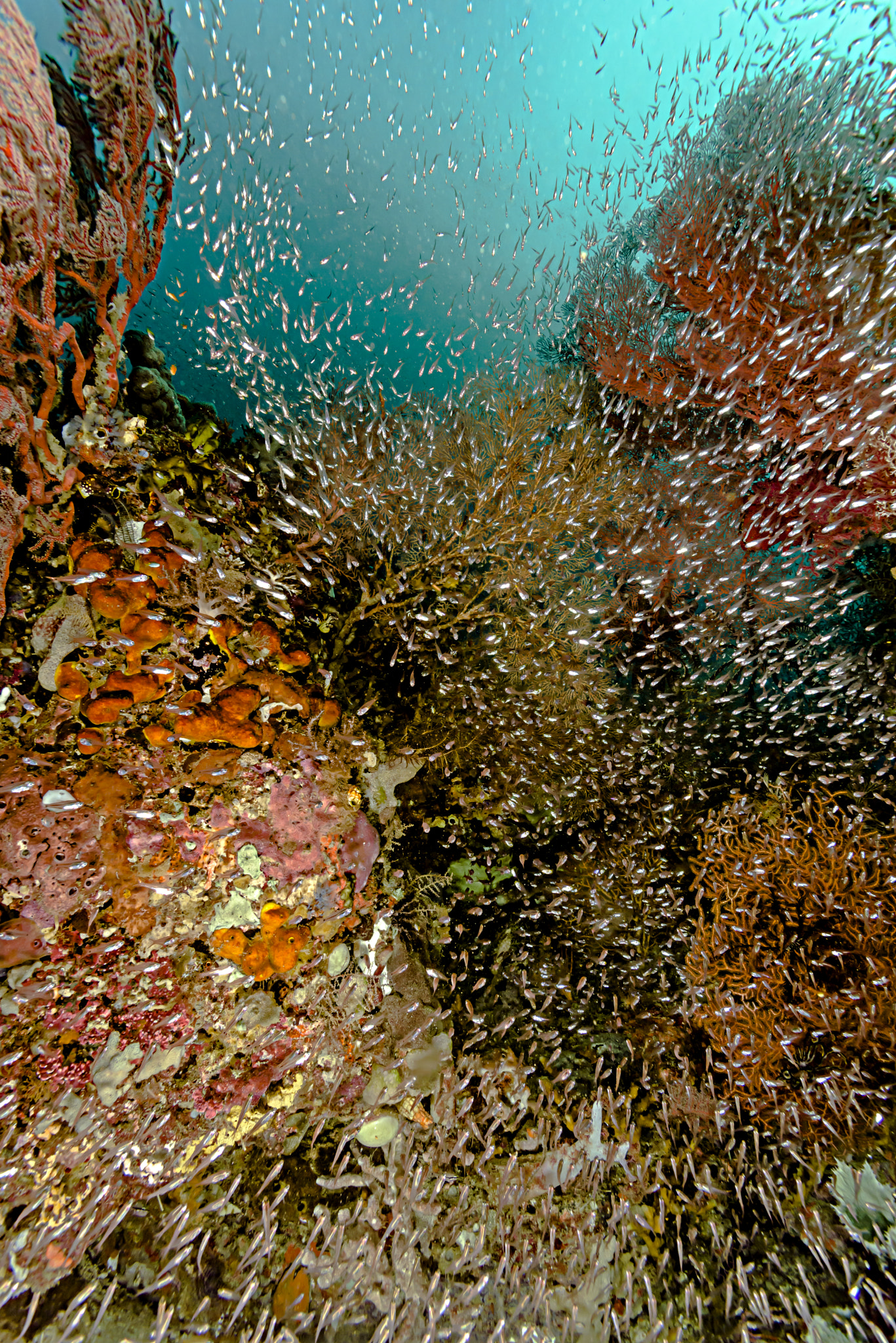 Nikon AF Nikkor 14mm F2.8D ED sample photo. Autumn color in the sea photography