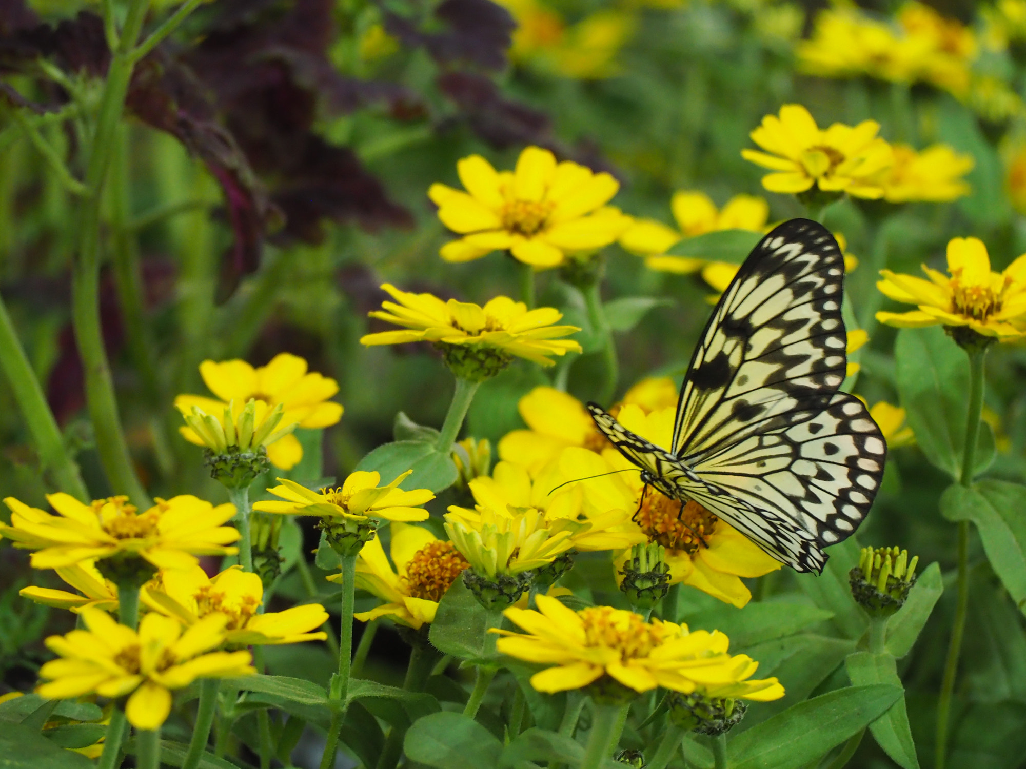 Olympus PEN-F sample photo. Pale butterfly photography