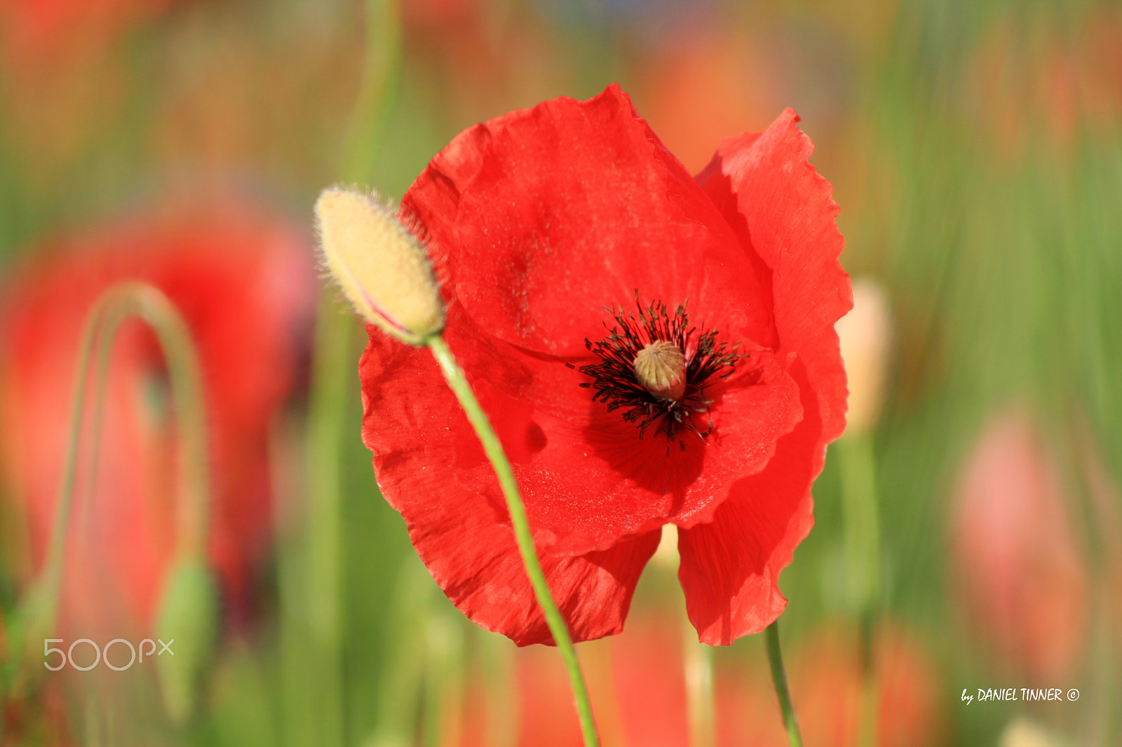 Canon EOS 400D (EOS Digital Rebel XTi / EOS Kiss Digital X) + Sigma 70-300mm F4-5.6 APO DG Macro sample photo. Poppy flower photography