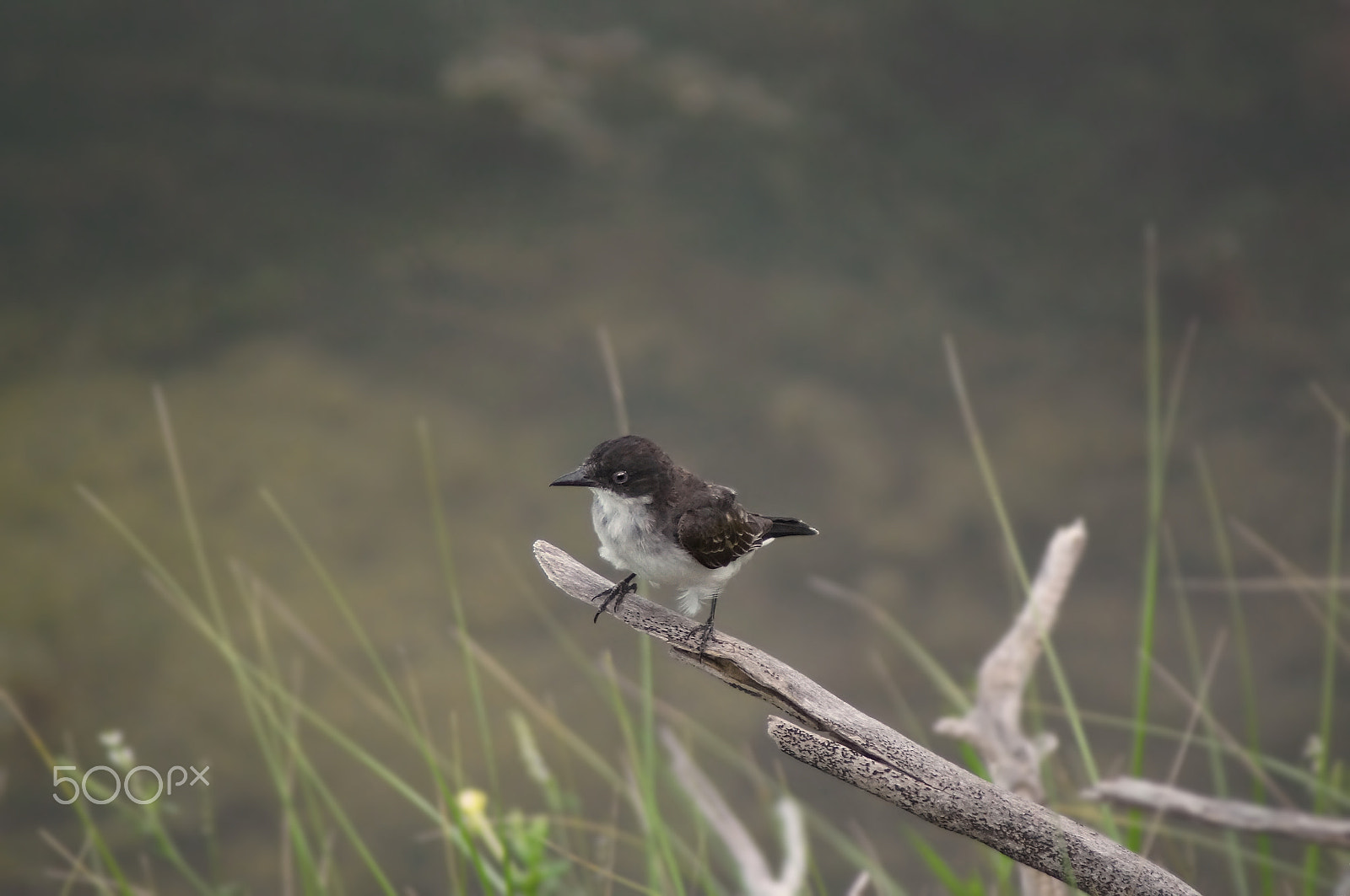 Sony 75-300mm F4.5-5.6 sample photo. Eastern kingbird photography