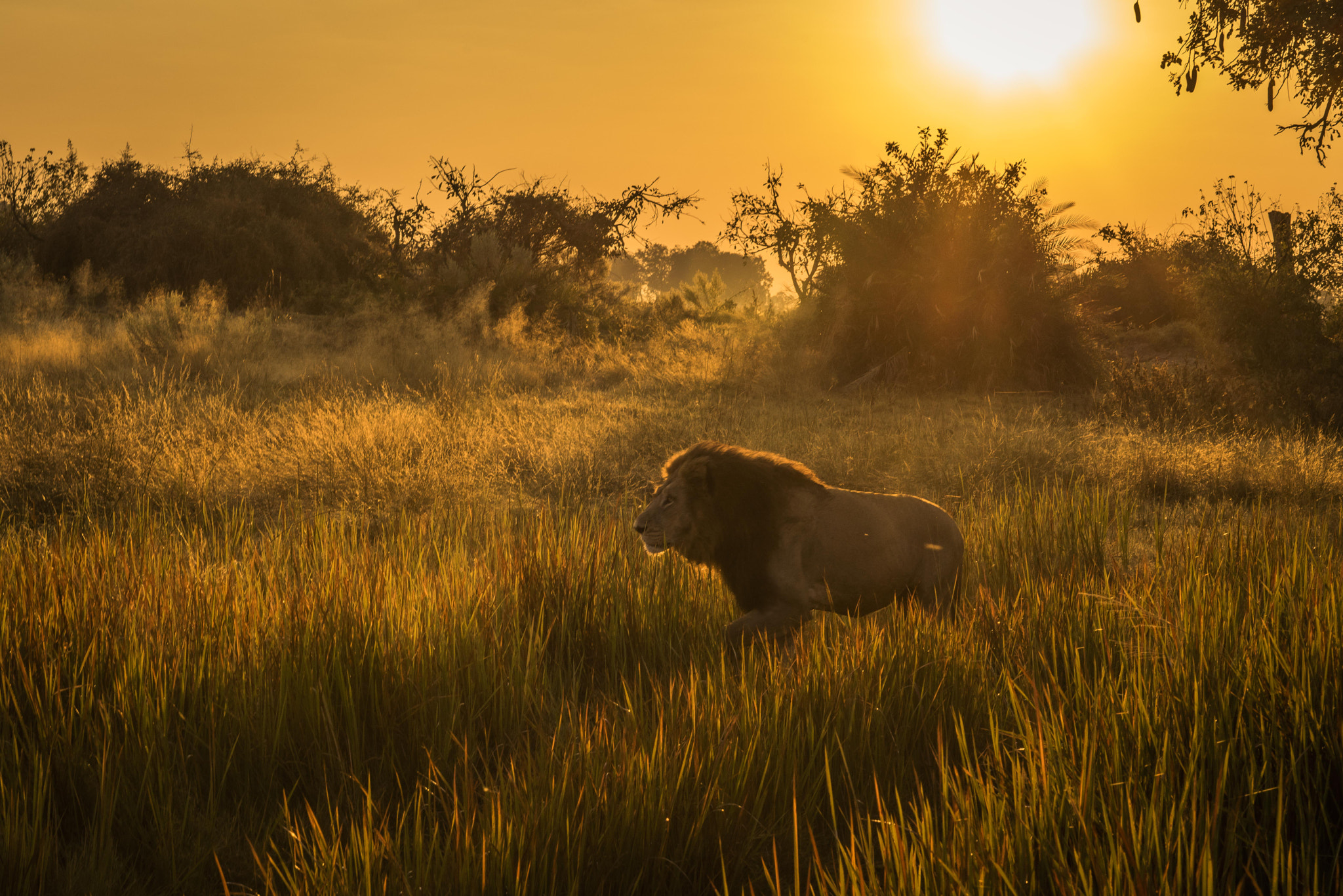 Sony a7R + Canon EF 85mm F1.2L II USM sample photo. King at sunrise photography