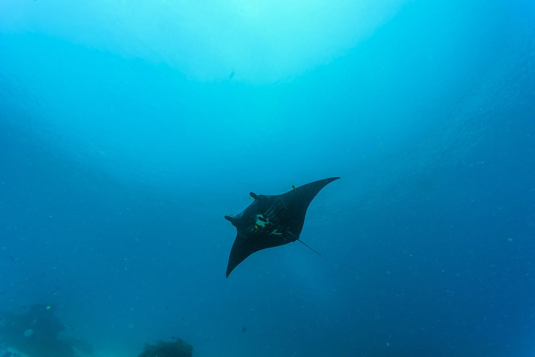 Nikon AF Nikkor 14mm F2.8D ED sample photo. Black manta in blue photography