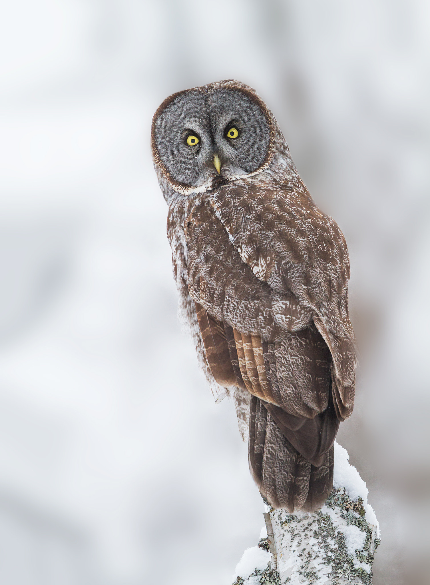 Canon EF 500mm F4L IS USM sample photo. Great grey owl photography