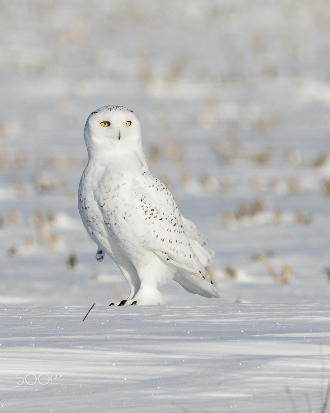 Canon EF 600mm F4L IS II USM sample photo. Snowy owl photography