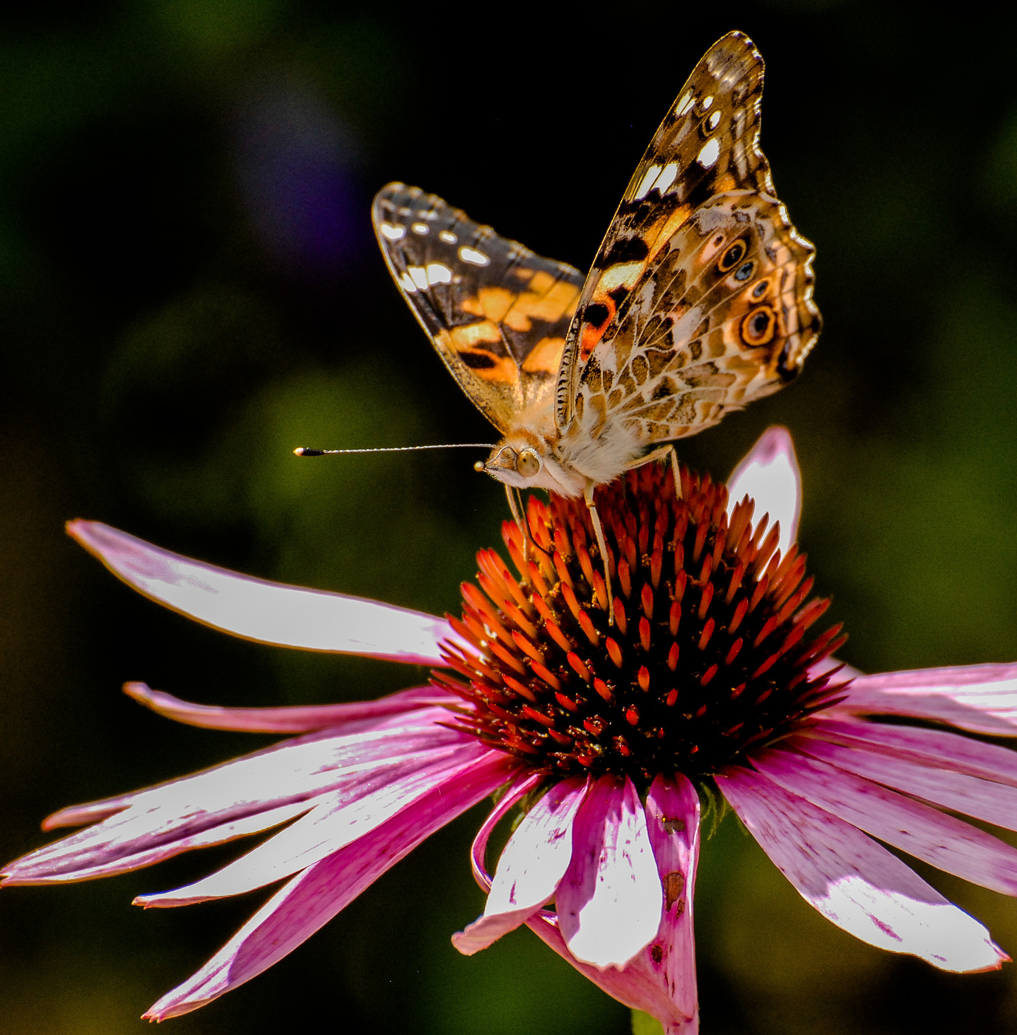 Nikon D200 sample photo. Cone flower & butterfly photography