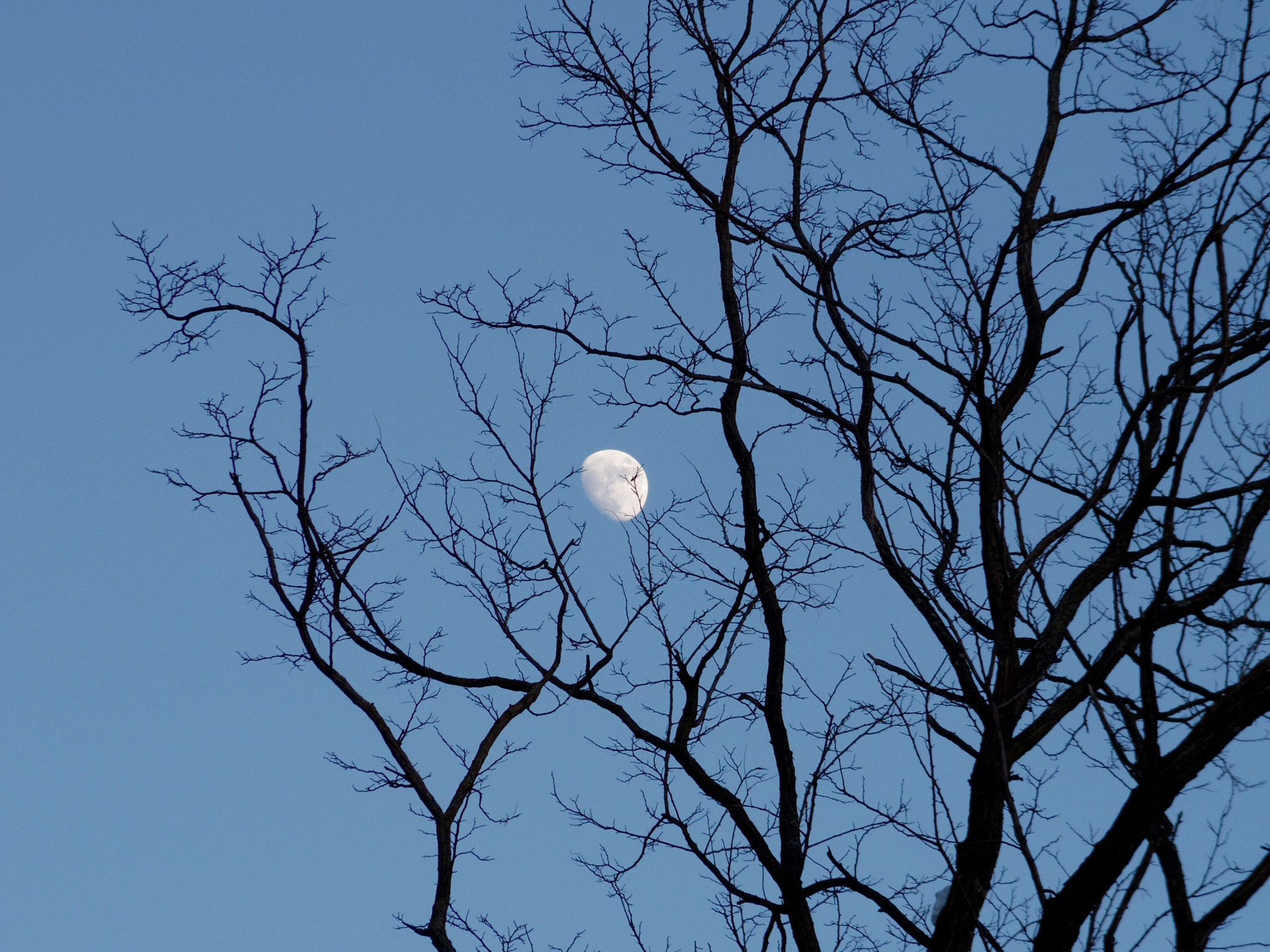 Pentax Q-S1 sample photo. Moon branch photography