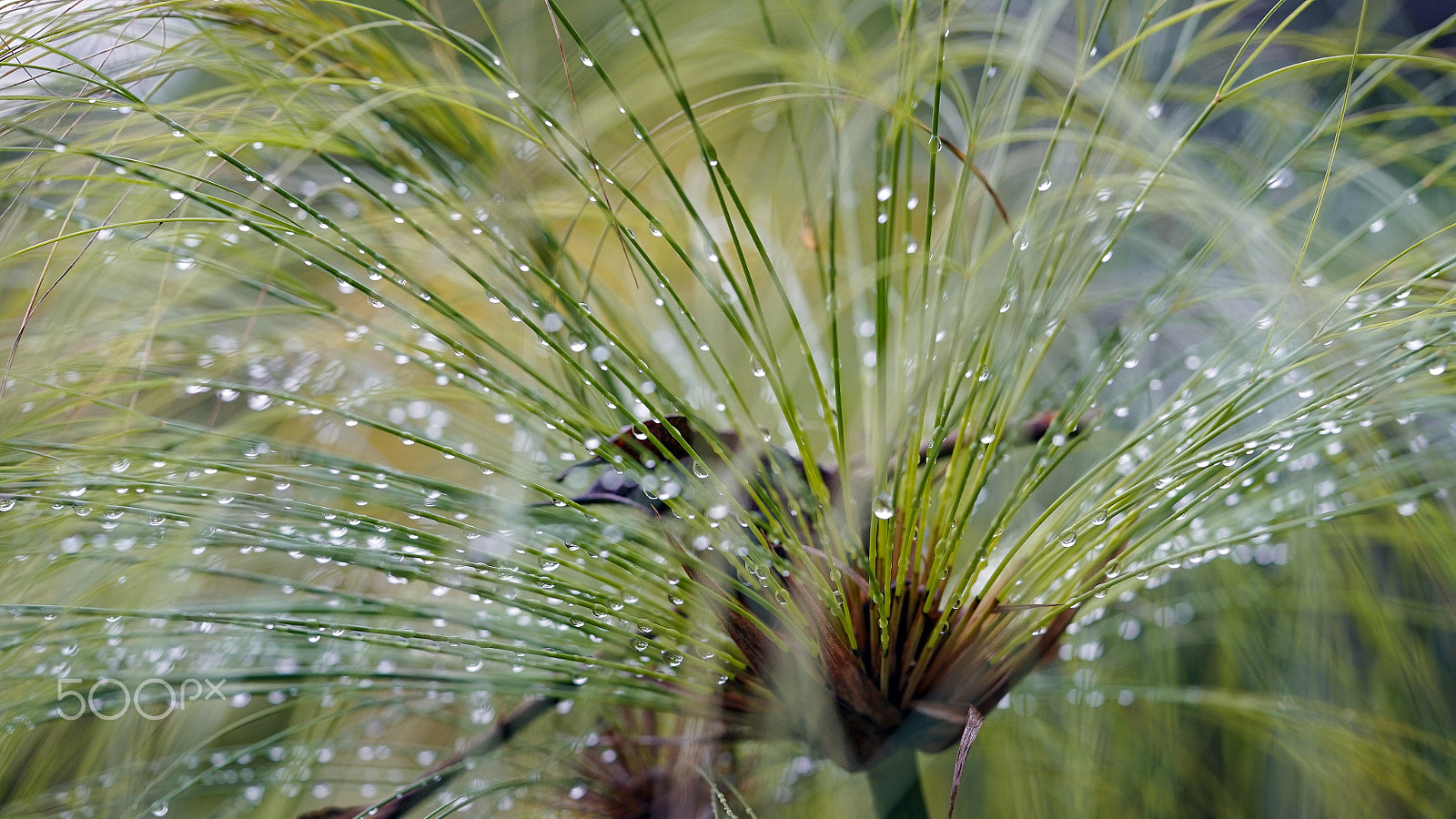 Sony a7S II + Sony FE 90mm F2.8 Macro G OSS sample photo. Listen 0108 photography