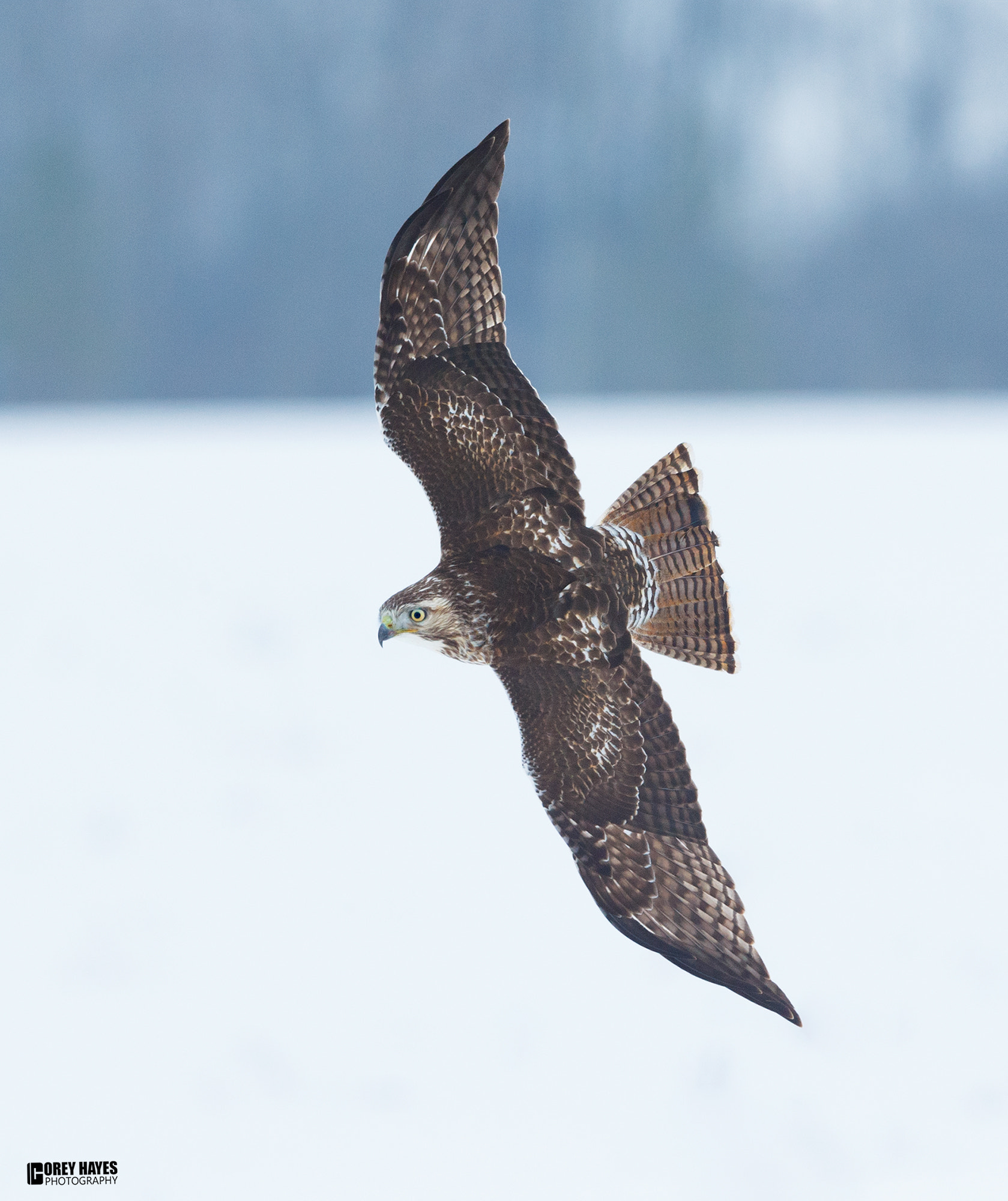 Canon EOS-1D X + Canon EF 500mm F4L IS USM sample photo. Juvenile red tailed hawk photography