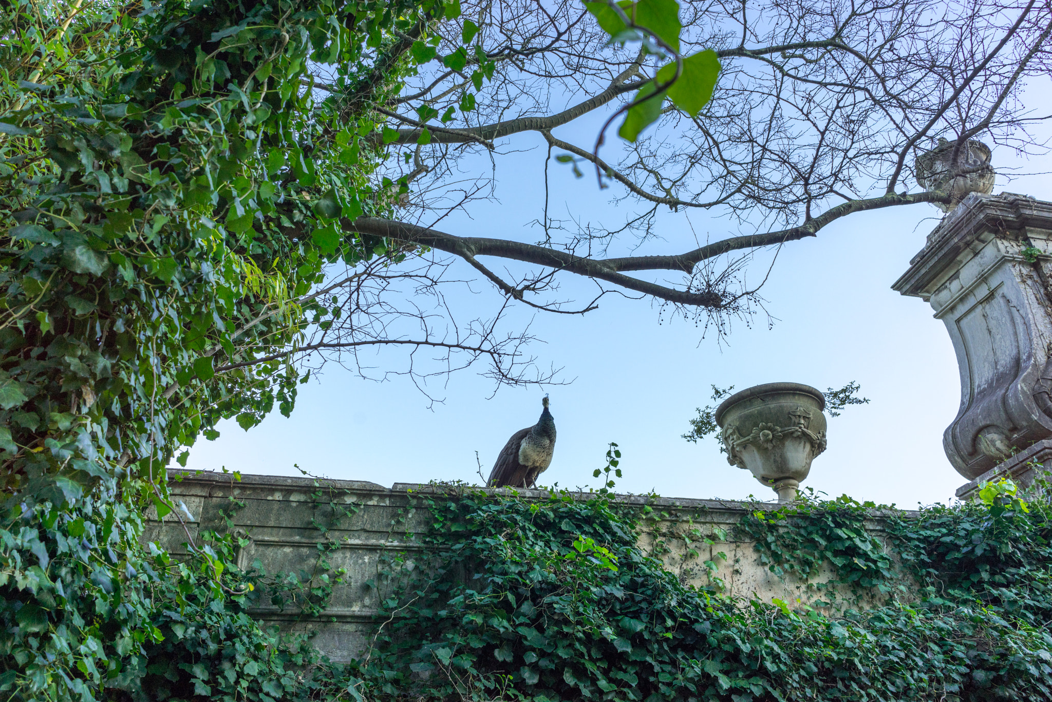 Sony a7R + Sony FE 28mm F2 sample photo. Gazing peacock photography