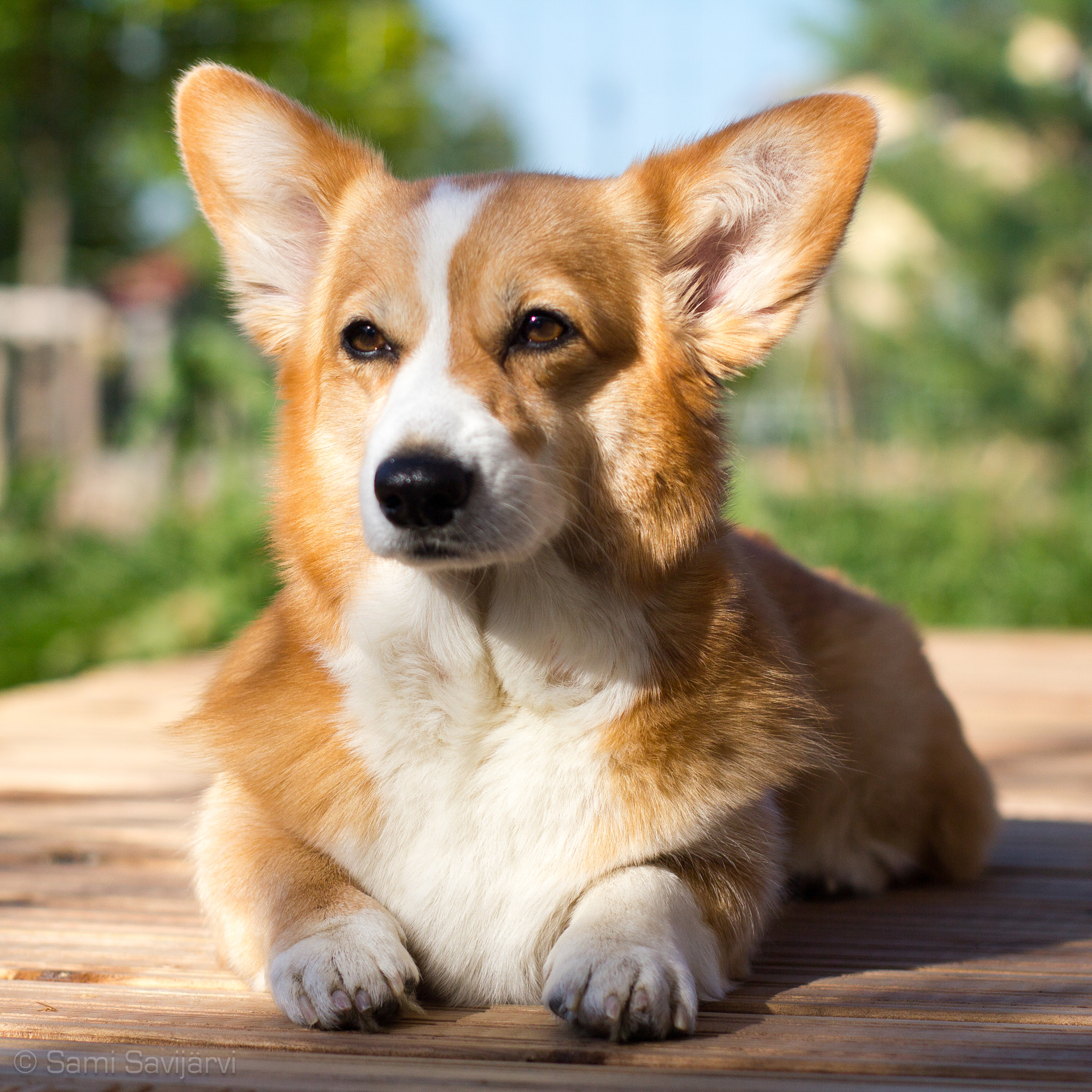 Canon EF 35-80mm f/4-5.6 sample photo. Dottie the corgi photography
