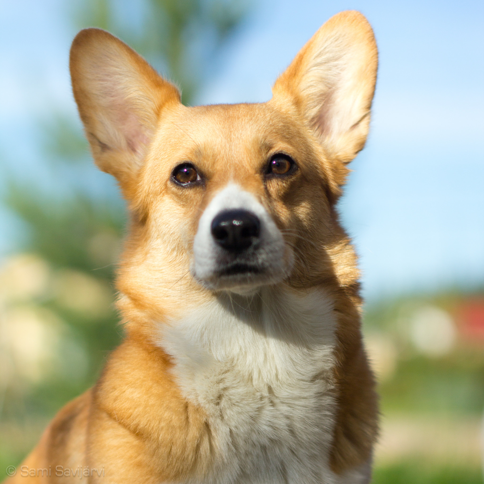 Canon EF 35-80mm f/4-5.6 sample photo. Bella the corgi photography