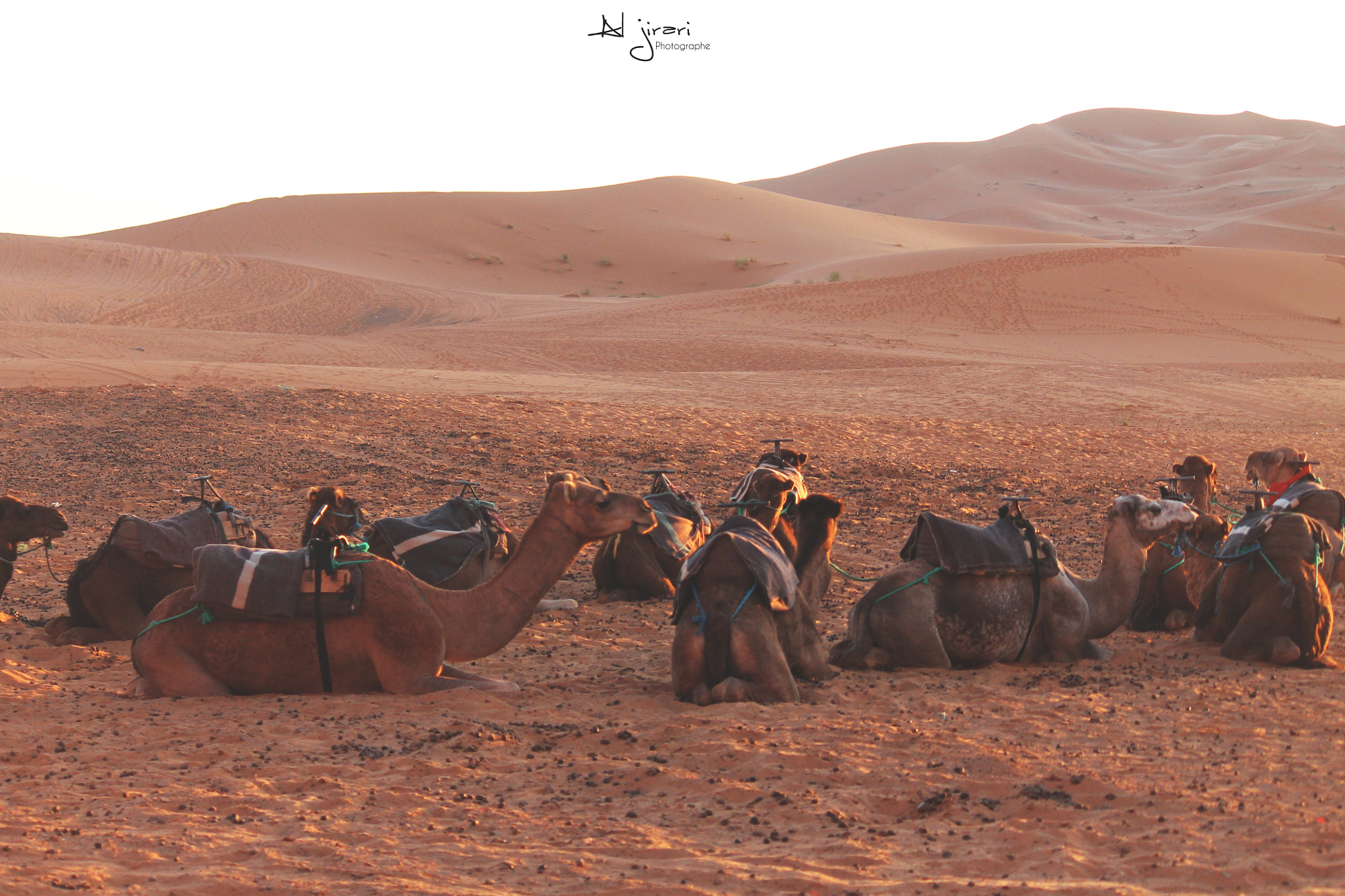 Canon EF-S 55-250mm F4-5.6 IS sample photo. Camels photography