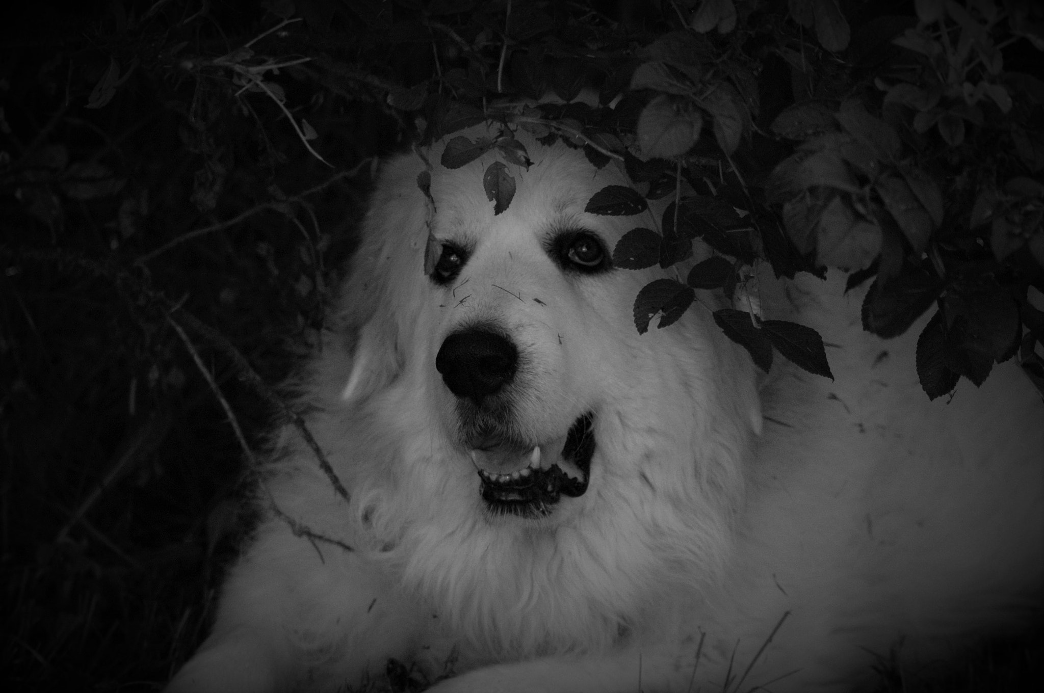 Nikon AF Nikkor 70-300mm F4-5.6G sample photo. Great pyrenees photography