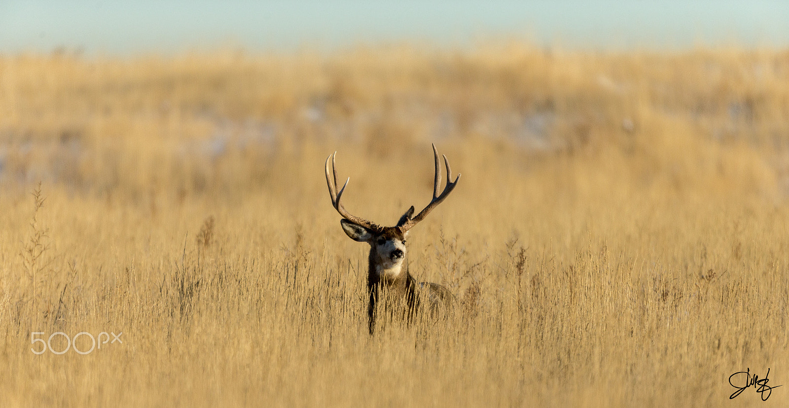 Canon EOS-1D X + Canon EF 600mm f/4L IS sample photo. Mule deer arsenal n.w.r. photography