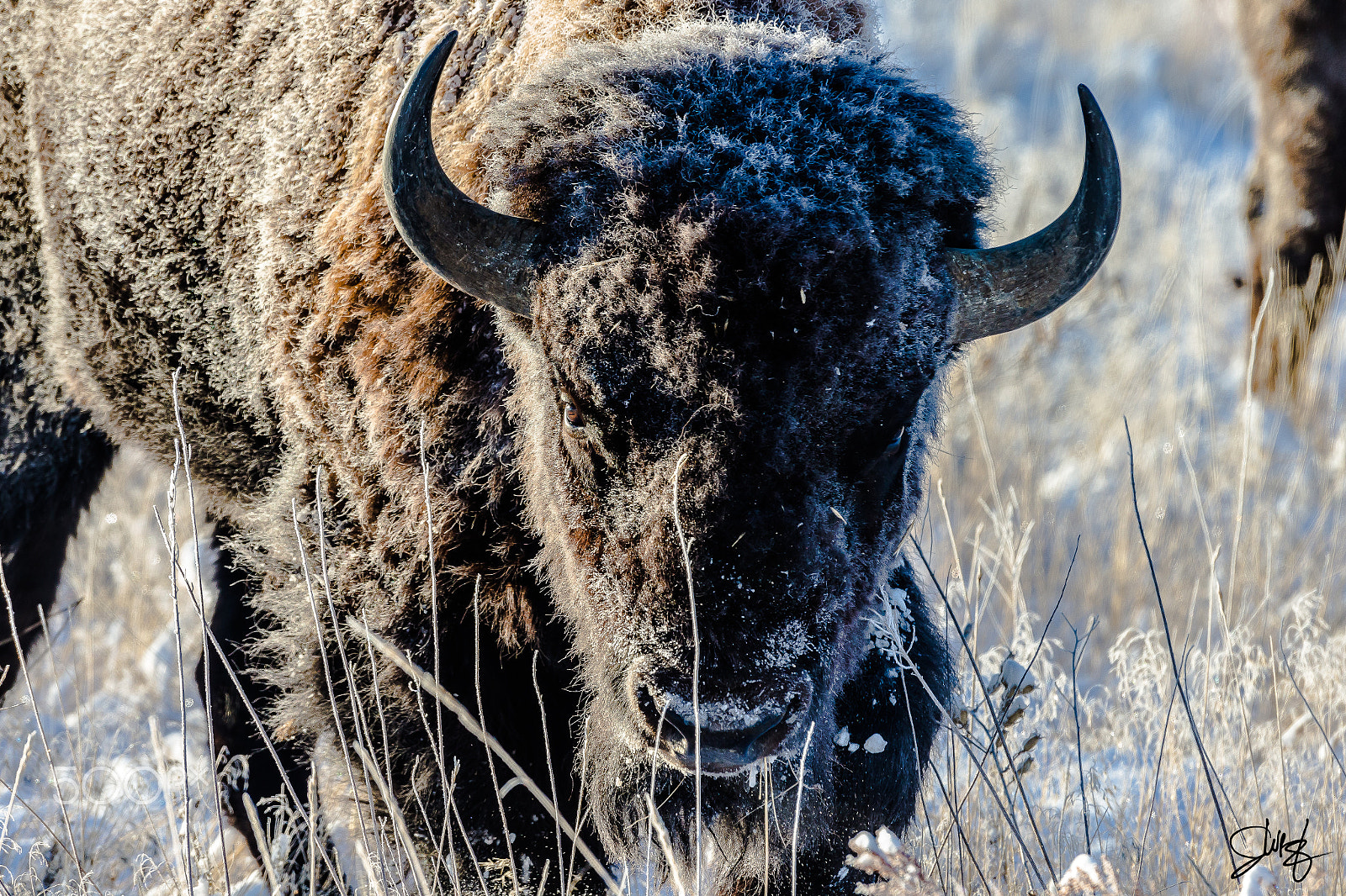 Canon EOS-1D X + Canon EF 600mm f/4L IS sample photo. North american bison photography