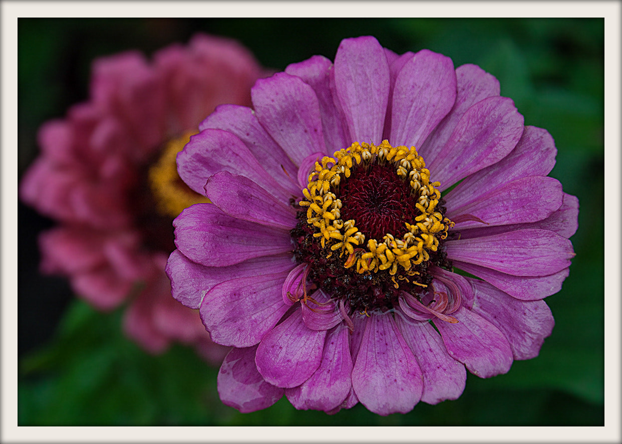 Nikon D5000 sample photo. х photography