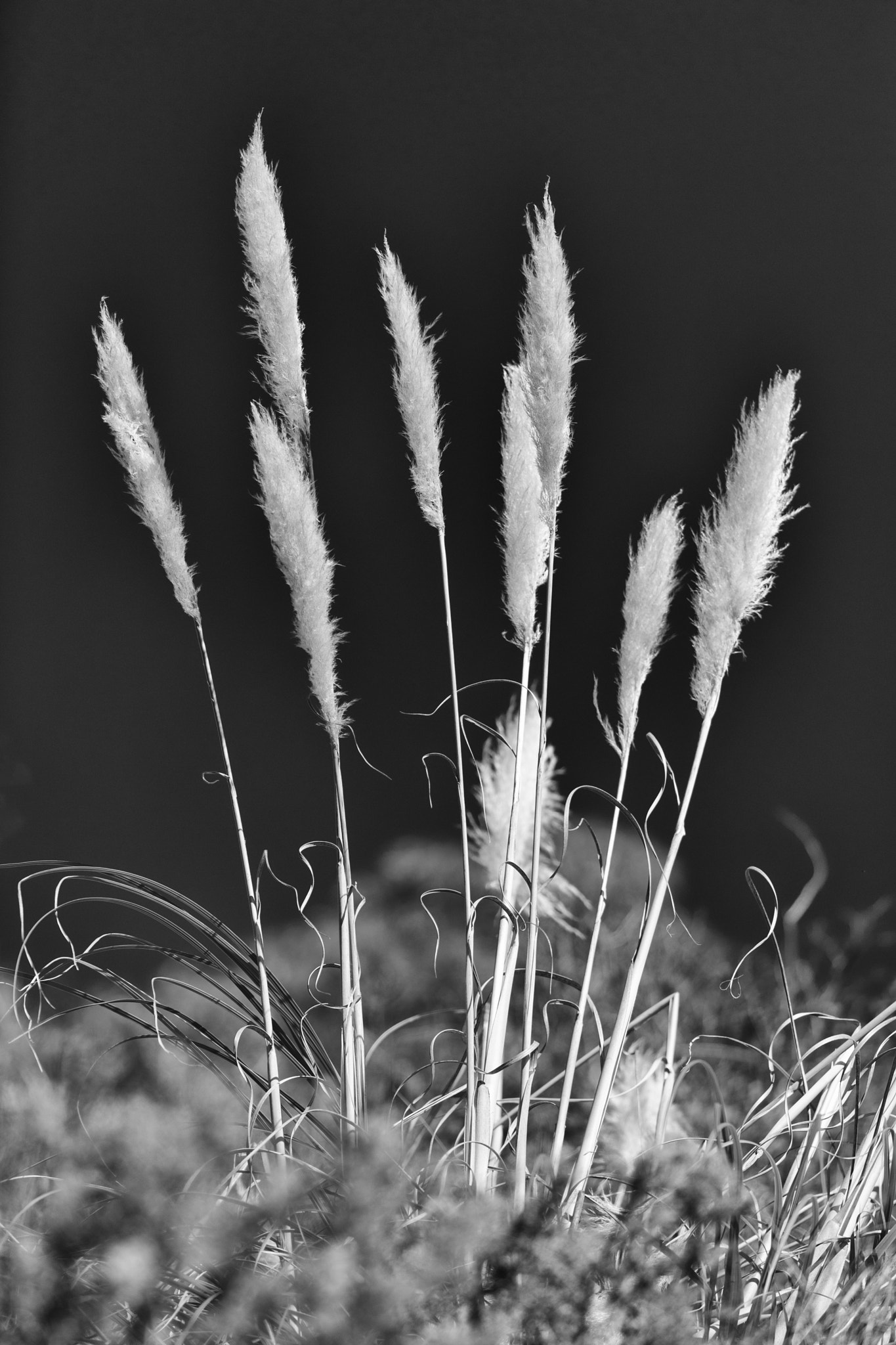 Canon EF 70-200mm F2.8L IS USM sample photo. Dancing in the wind photography
