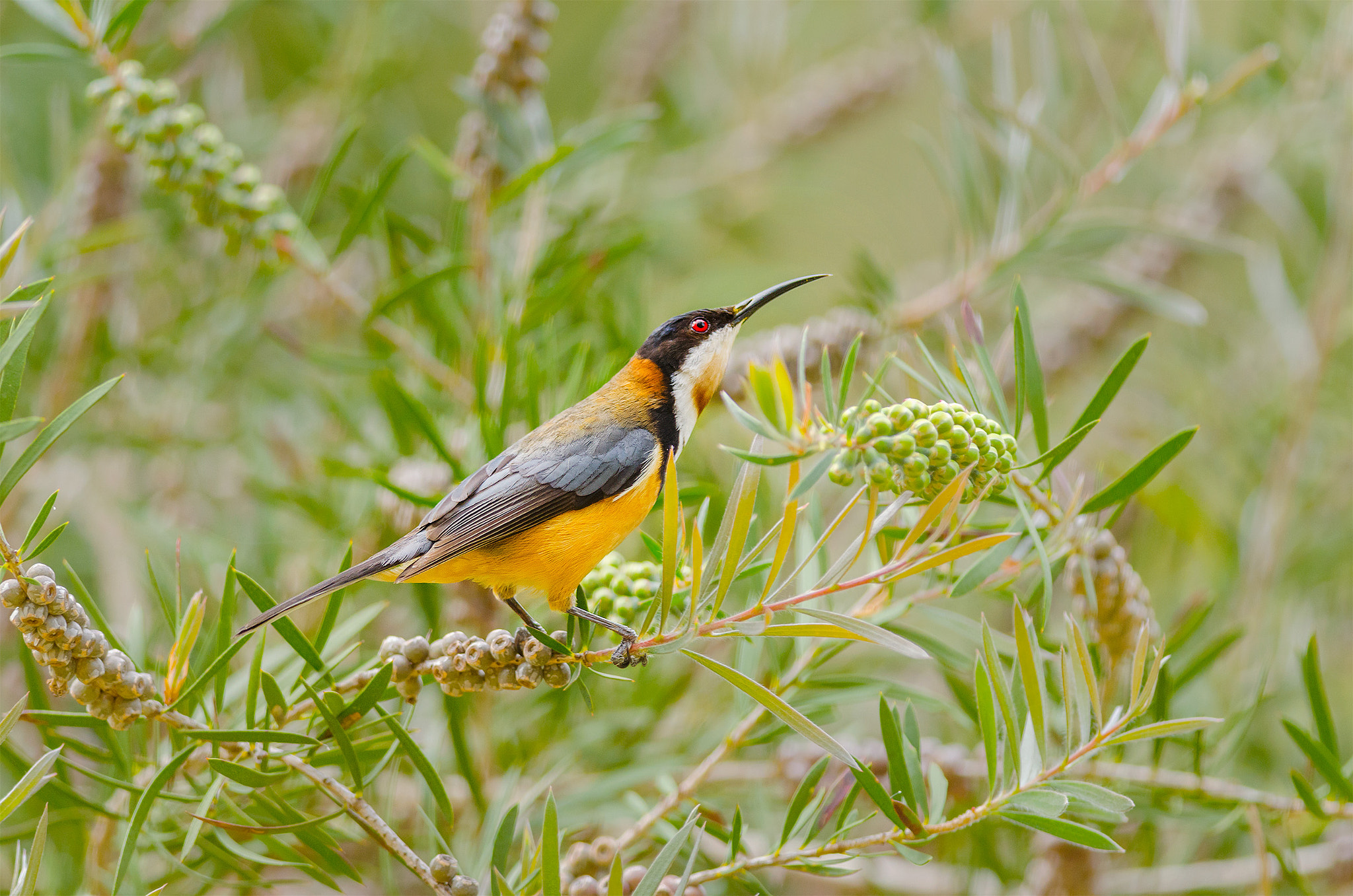 Nikon D7000 + Nikon AF-S Nikkor 300mm F4D ED-IF sample photo. Eastern spinebill photography