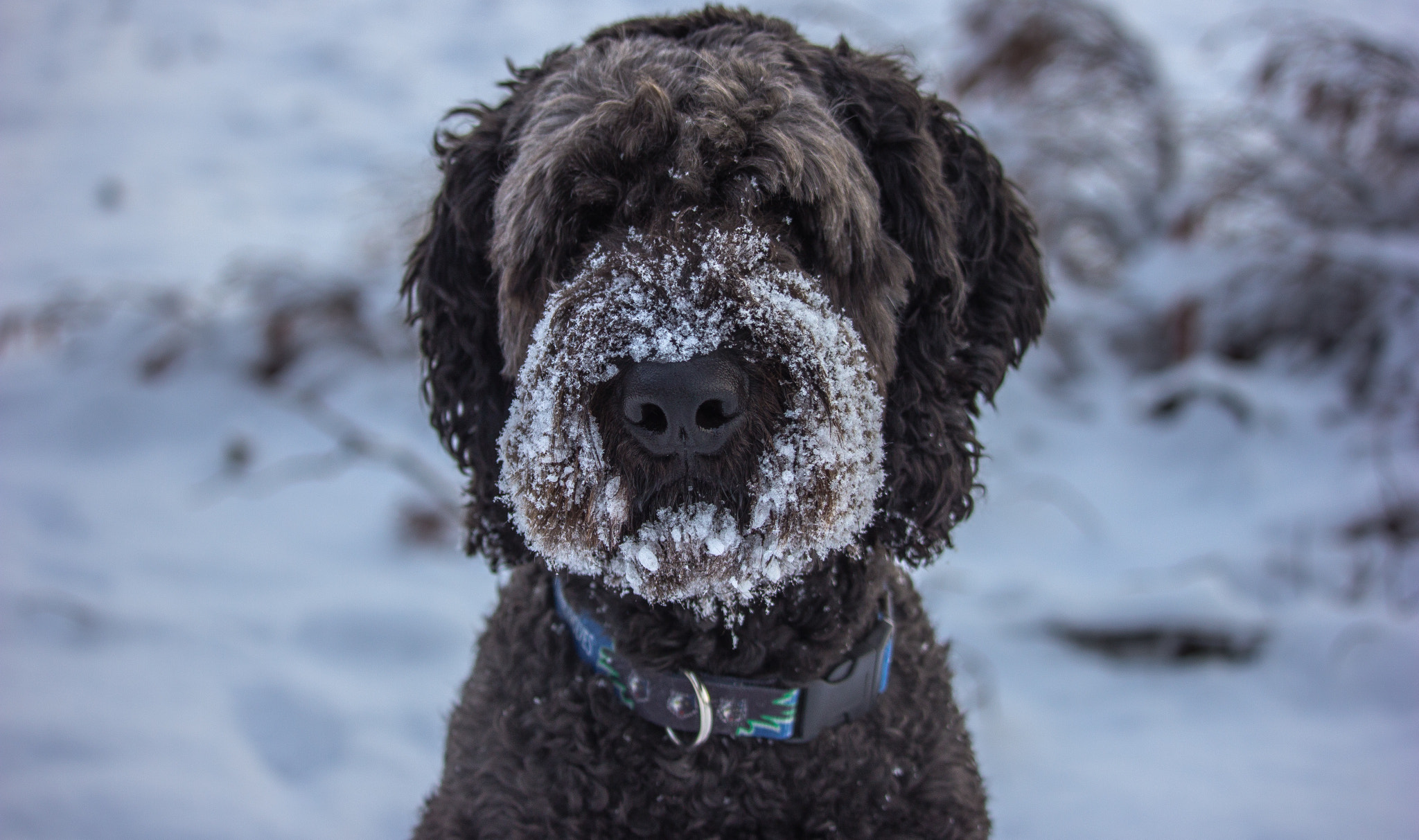 Canon EF-S 55-250mm F4-5.6 IS STM sample photo. The perfect model.... for a treat photography