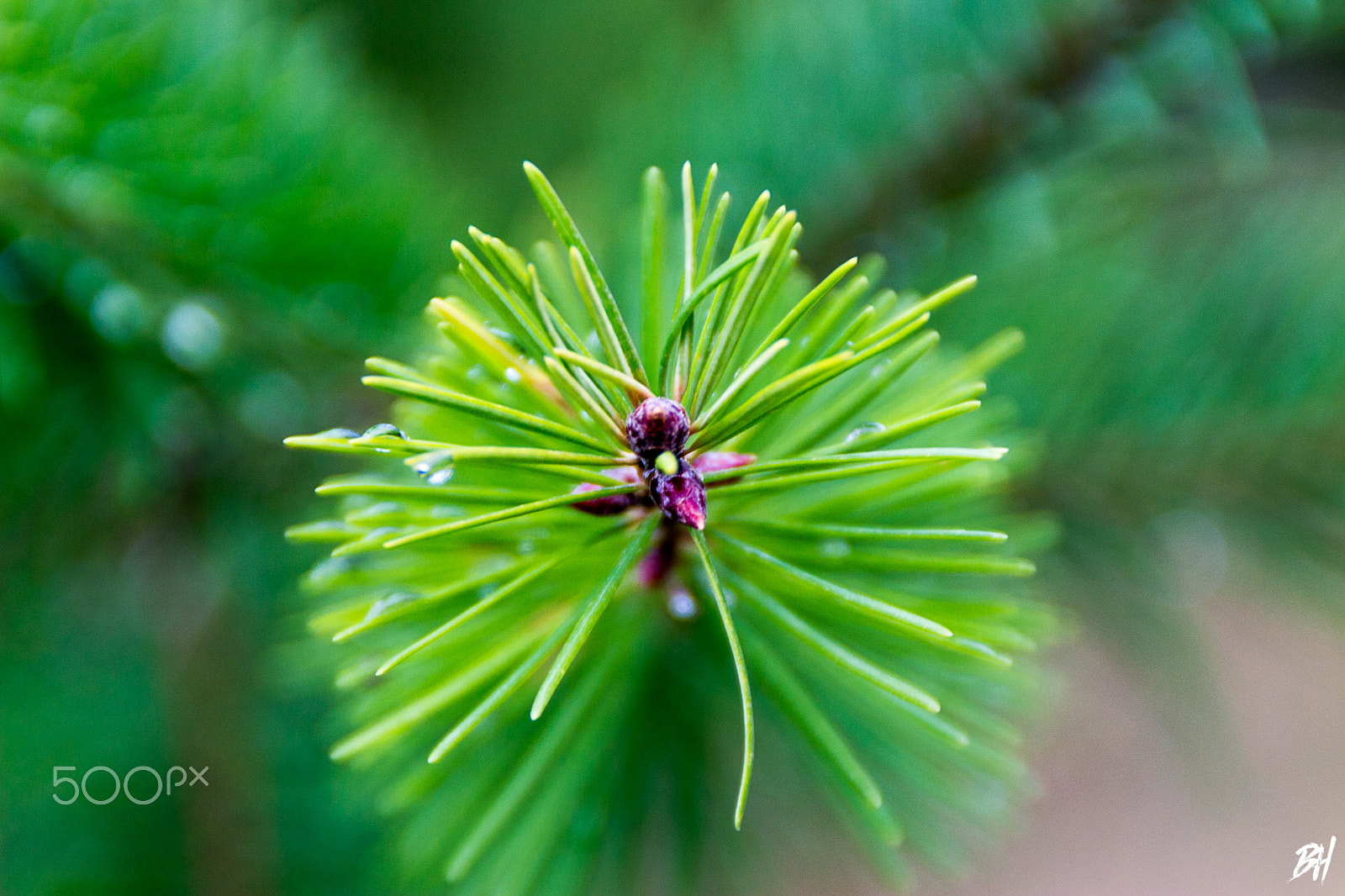 Canon EOS 700D (EOS Rebel T5i / EOS Kiss X7i) + Tamron AF 18-200mm F3.5-6.3 XR Di II LD Aspherical (IF) Macro sample photo. Pine bud on vancouver island photography