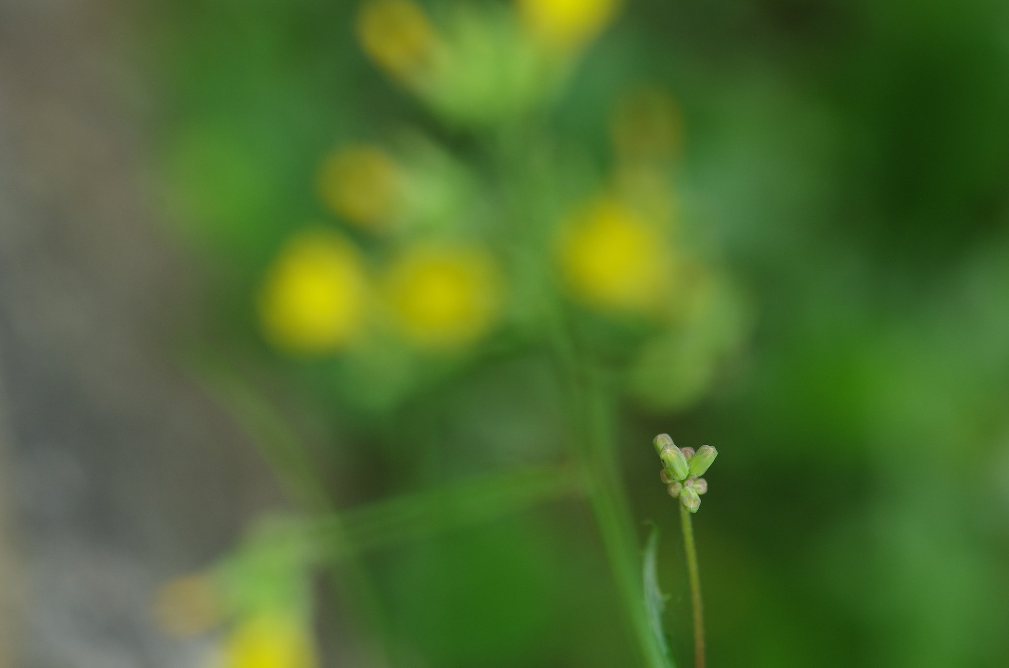 Pentax K-5 IIs sample photo. Little flowers photography