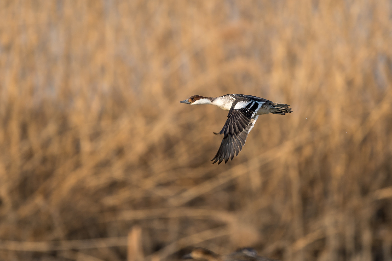 Nikon D4S + Nikon AF-S Nikkor 600mm F4E FL ED VR sample photo. A  flying smew photography