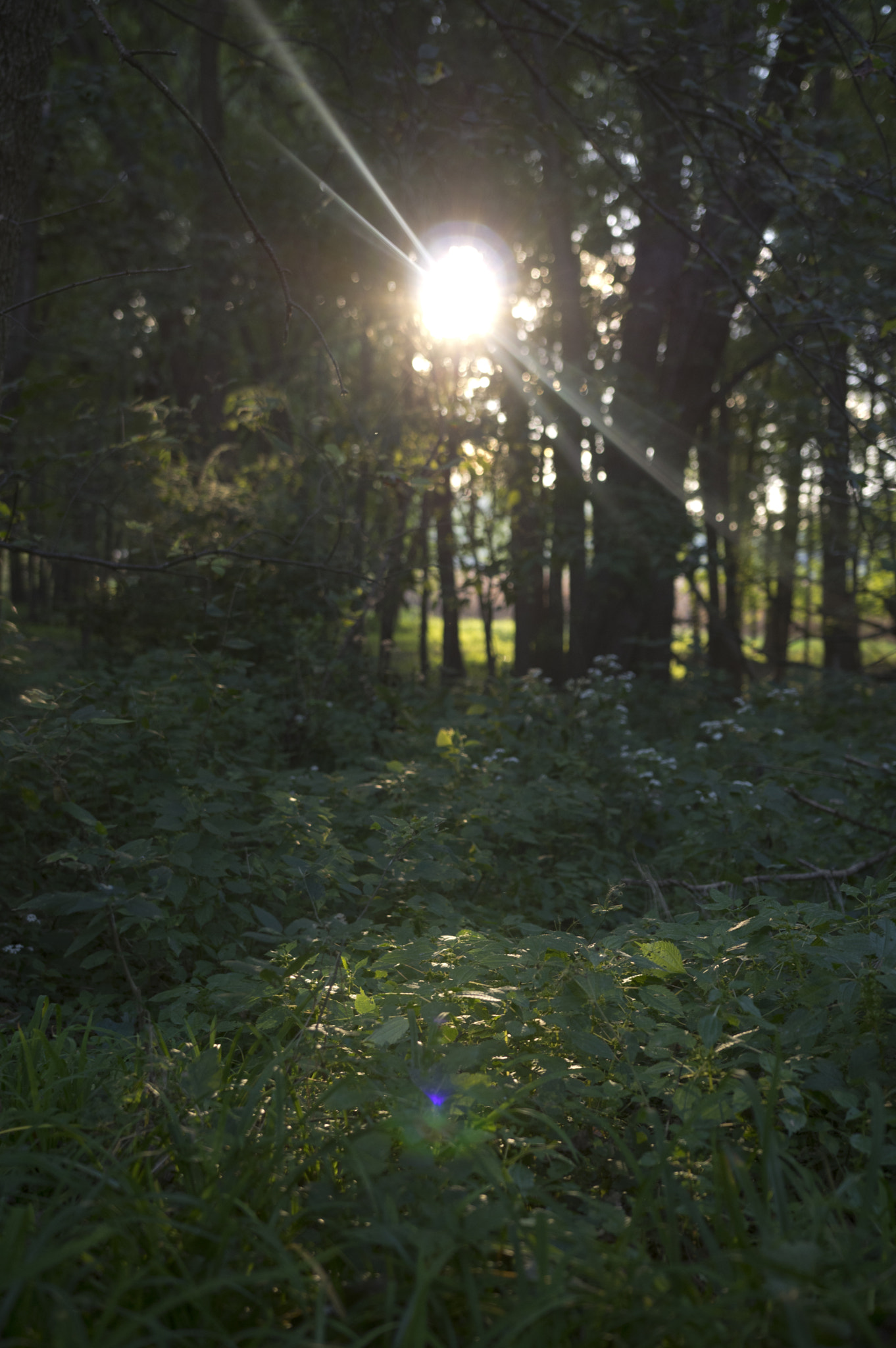 Pentax K-3 + Sigma 18-35mm F1.8 DC HSM Art sample photo. Woods aglow photography