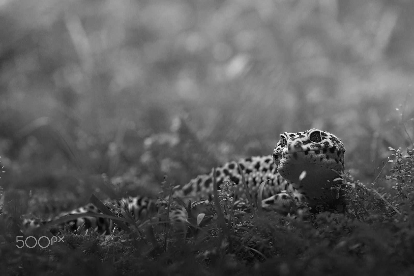 Nikon D5000 sample photo. Leopard gecko (eublepharis macularius) gecko,black end white, photography