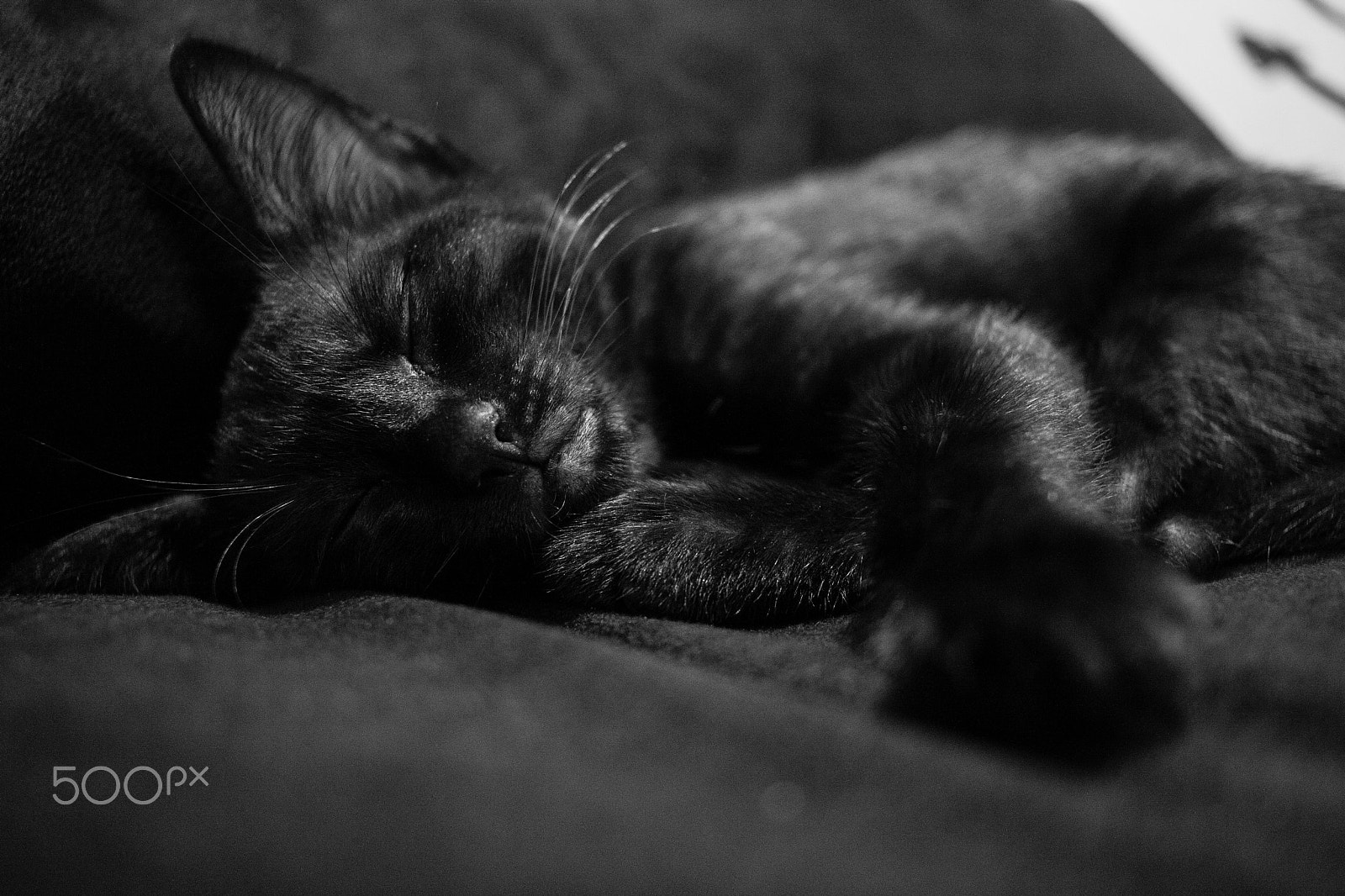 Canon EF-S 24mm F2.8 STM sample photo. Black in black photography