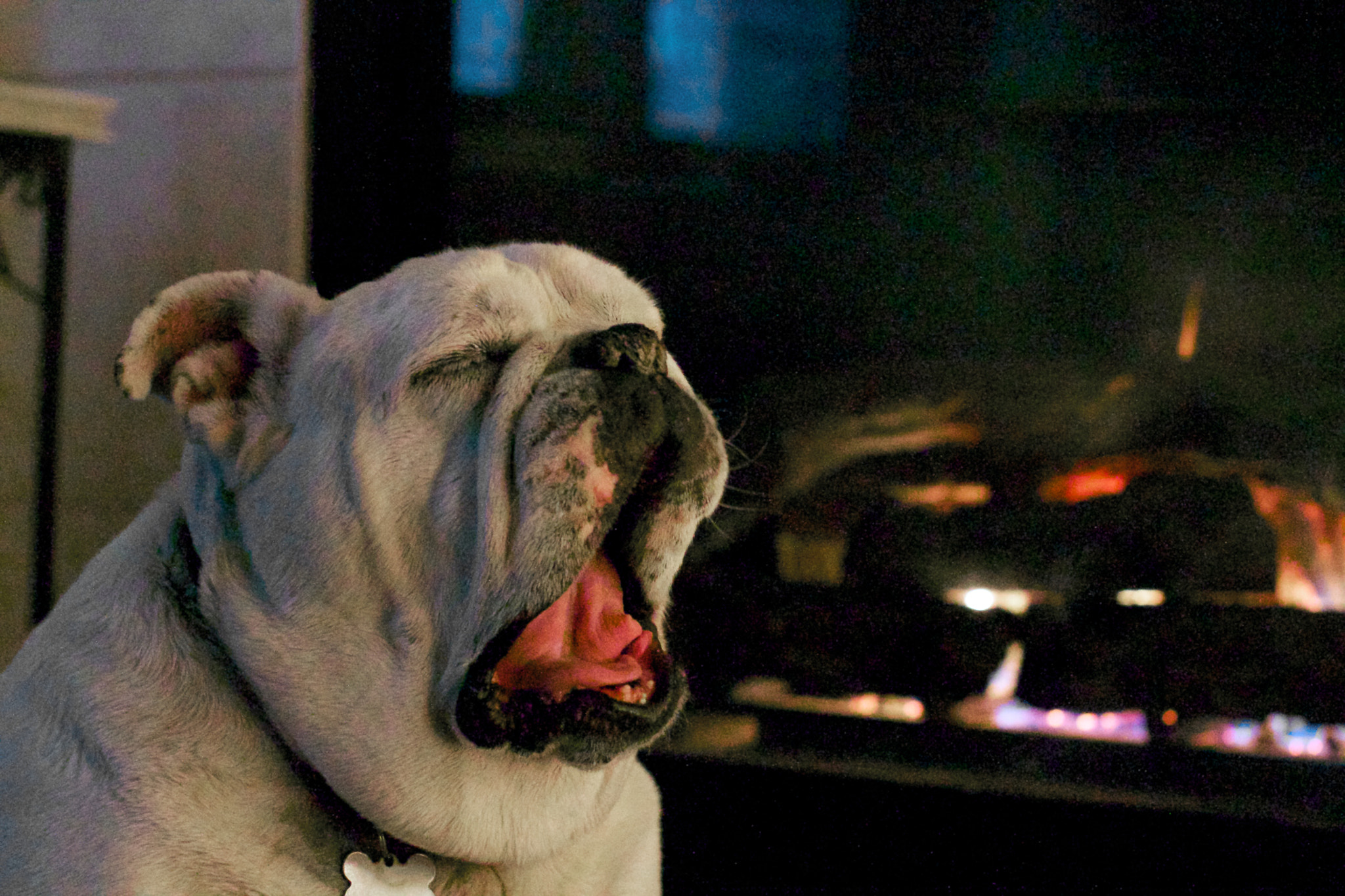 Canon EF 35-80mm f/4-5.6 sample photo. Bulldog yawn photography