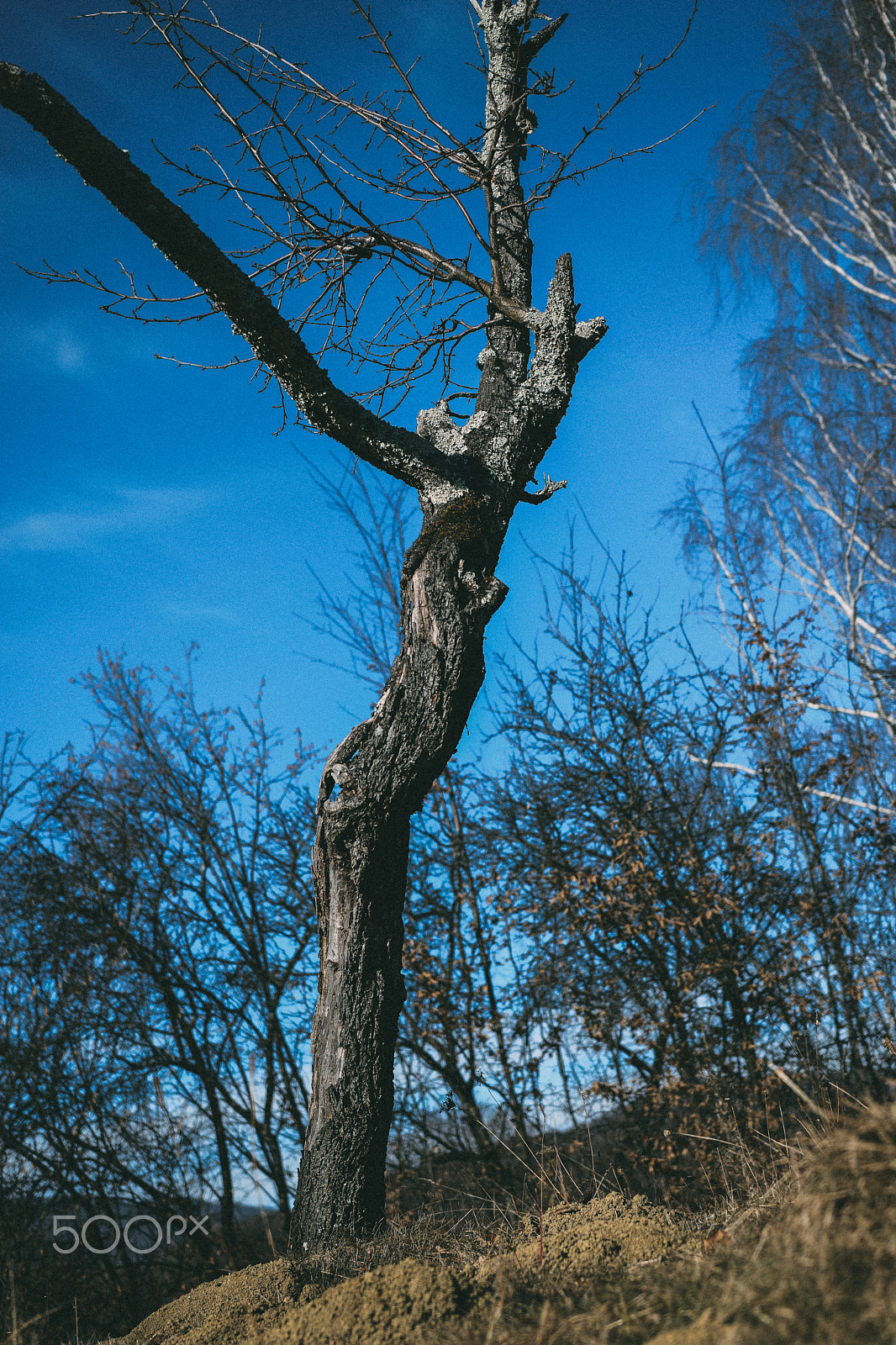 Nikon D5300 + Sigma 18-35mm F1.8 DC HSM Art sample photo. Forest tree photography