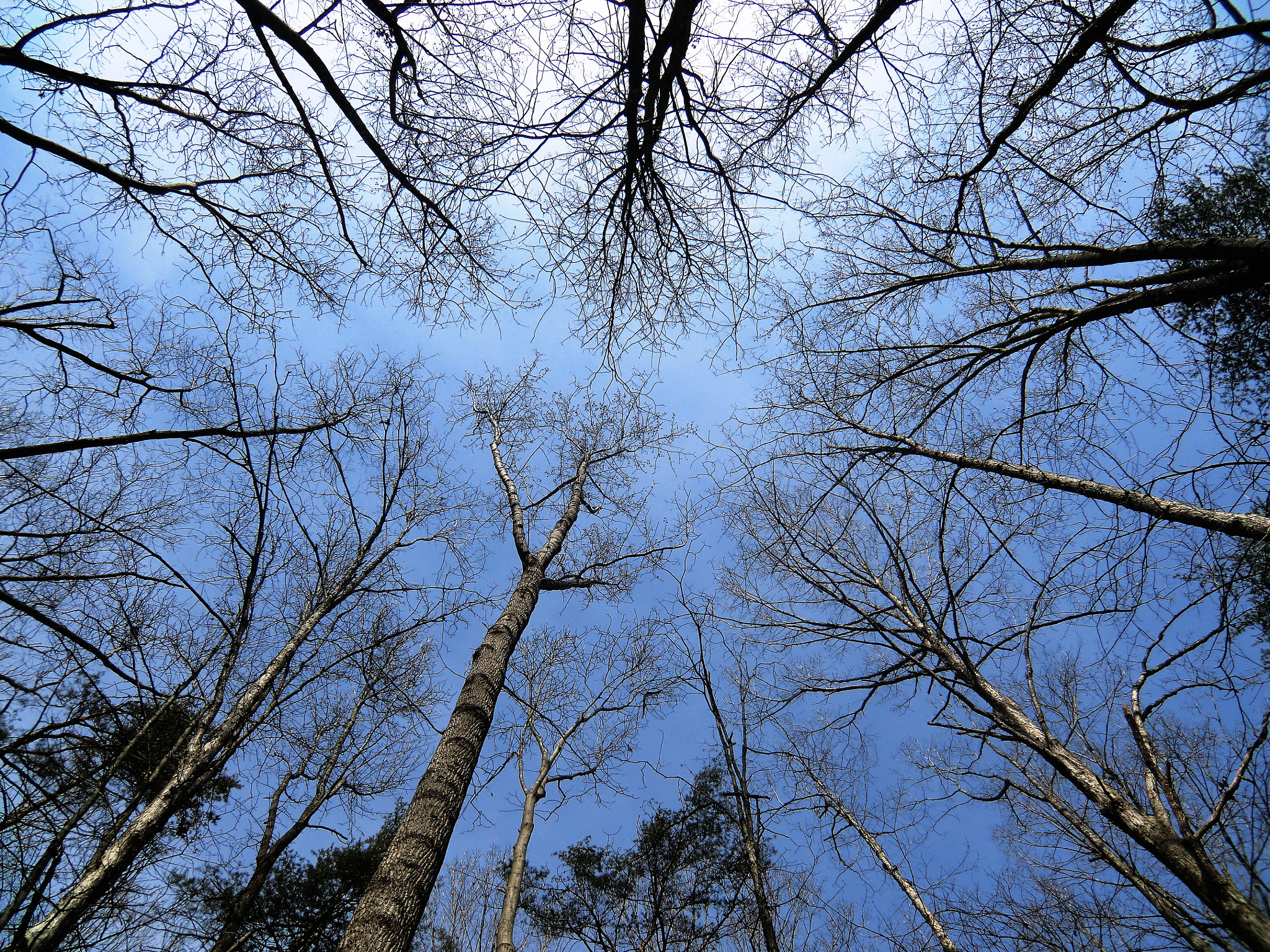 CASIO EX-H15 sample photo. Tree to sky perspectives in elon, nc photography
