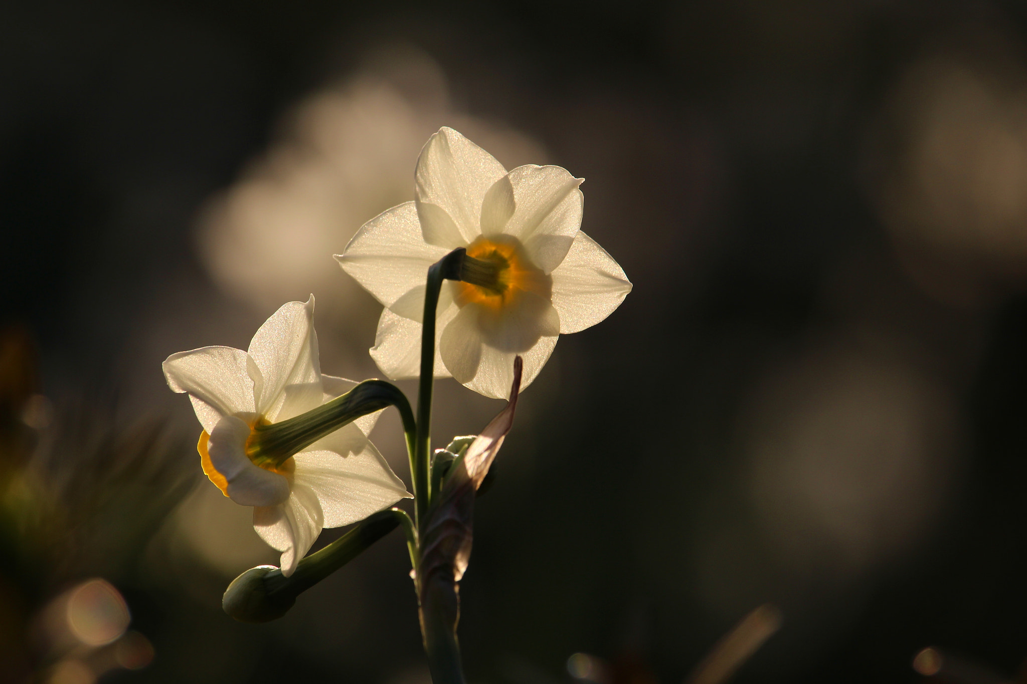 Canon EOS 700D (EOS Rebel T5i / EOS Kiss X7i) sample photo. Narcissus photography