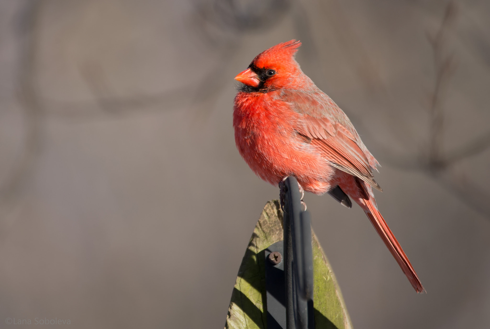 150-600mm F5-6.3 DG OS HSM | Contemporary 015 sample photo. Northern cardinal photography