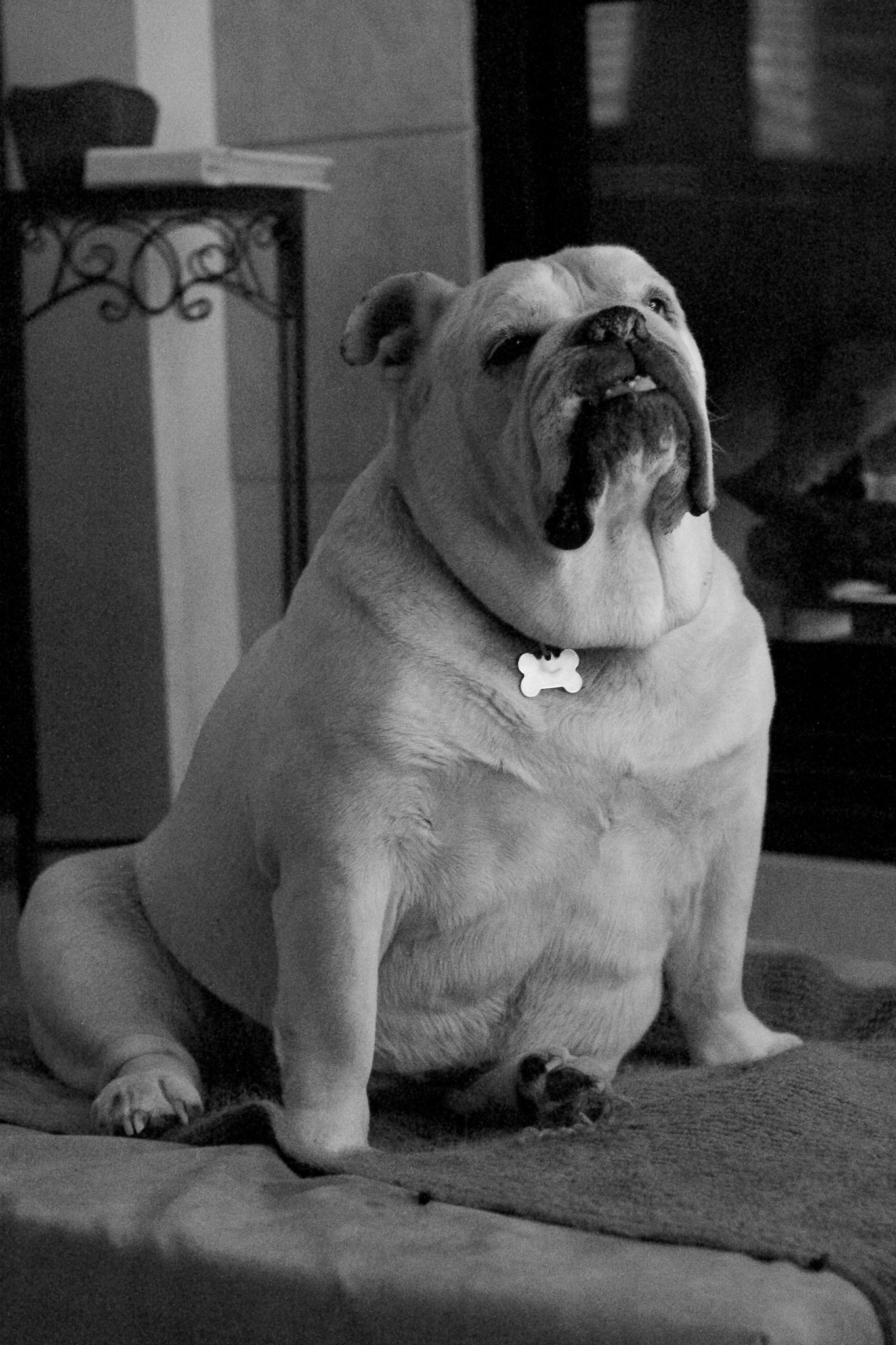 Canon EF 35-80mm f/4-5.6 sample photo. Cozy bulldog photography