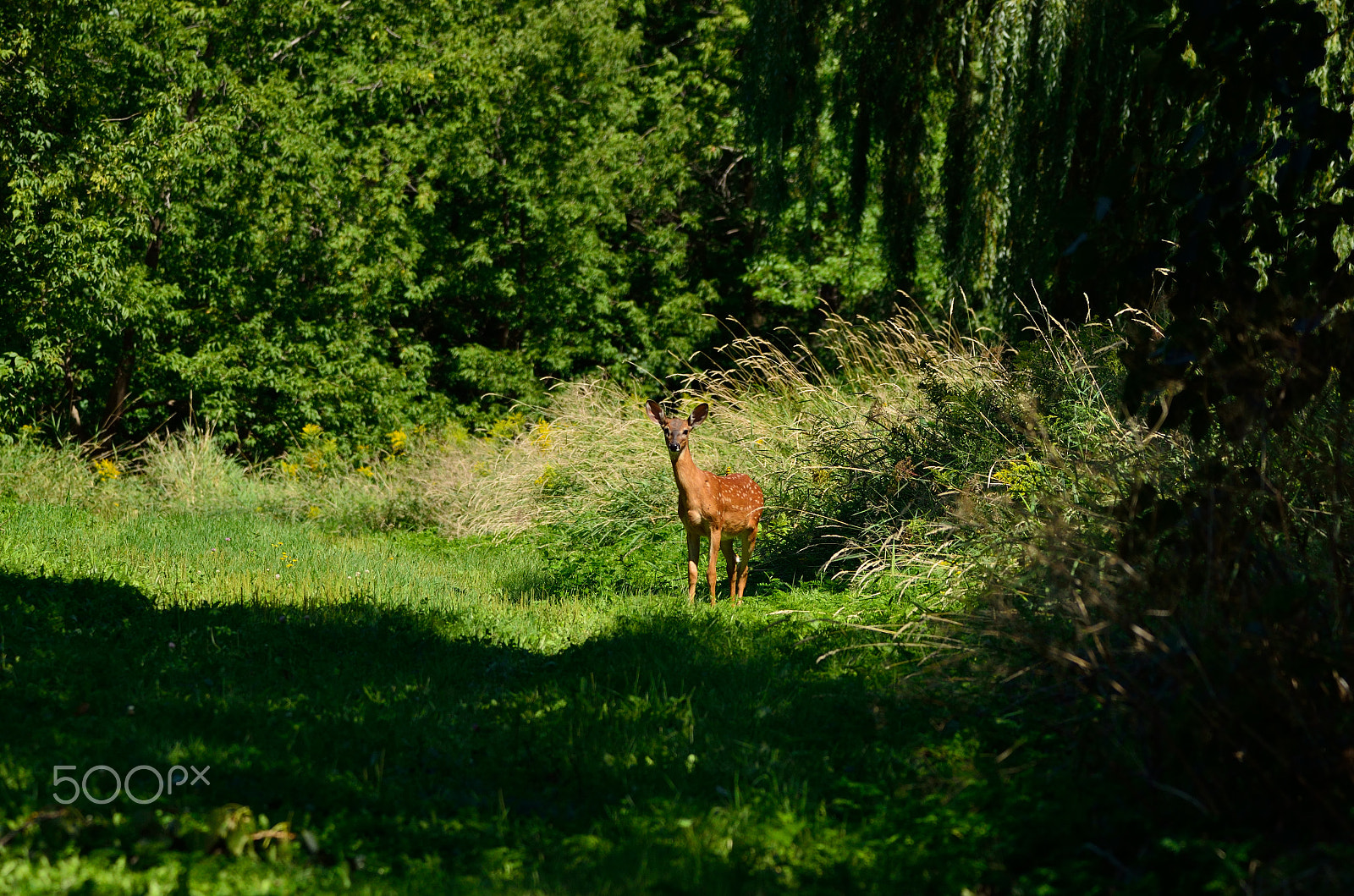 Sigma 150-600mm F5-6.3 DG OS HSM | C sample photo. Curieux photography