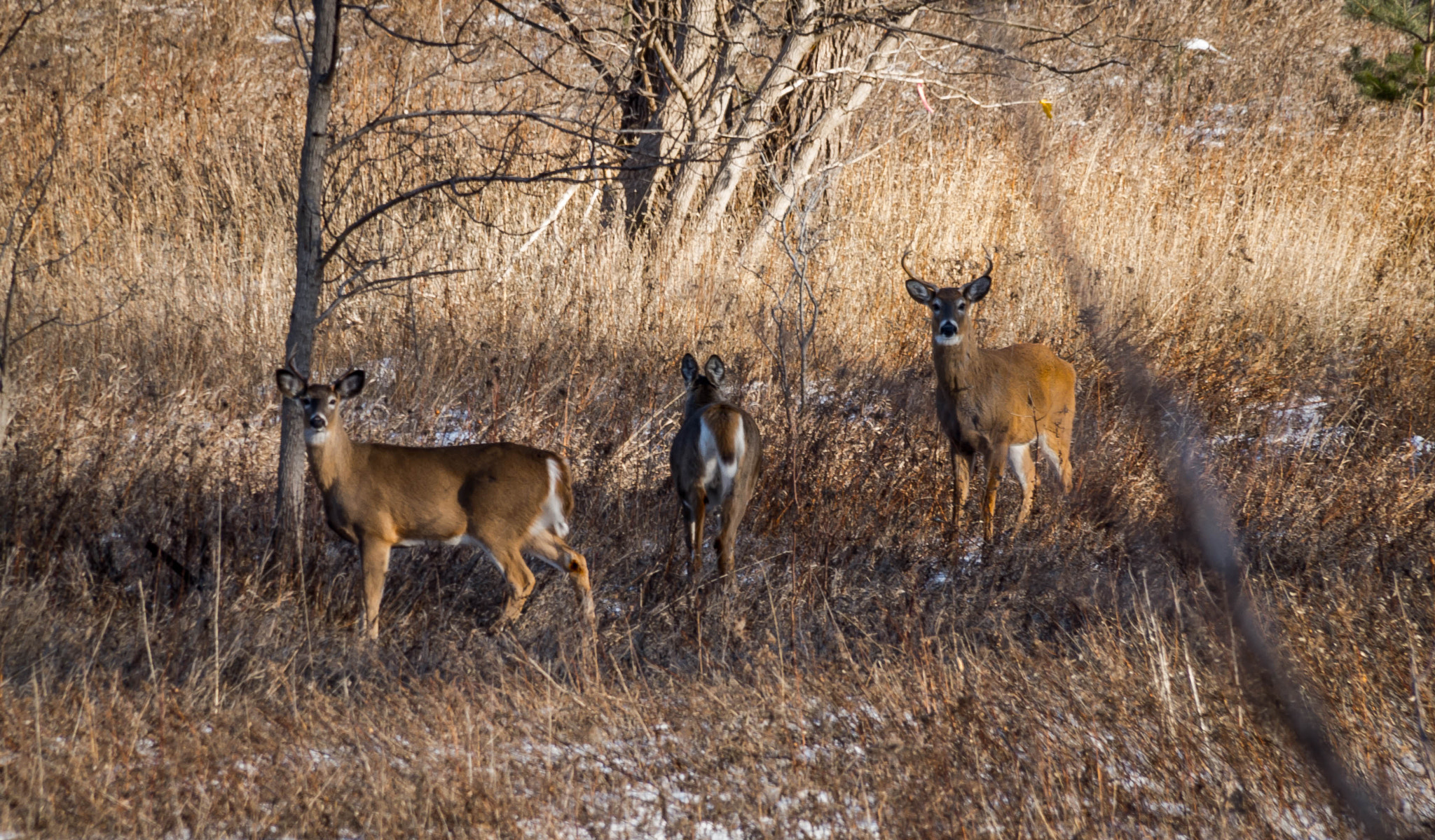 Samsung NX 18-200mm F3.5-6.3 ED OIS sample photo. Winter rouge river photography