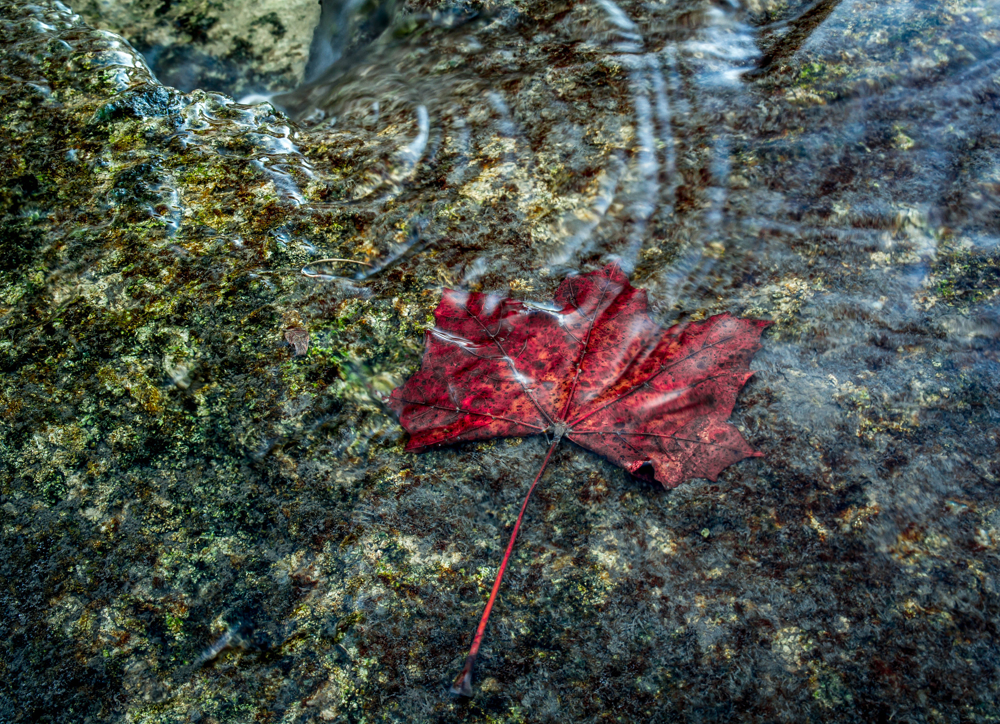 Samsung Galaxy NX + Samsung NX 18-55mm F3.5-5.6 OIS sample photo. Winter rouge river photography