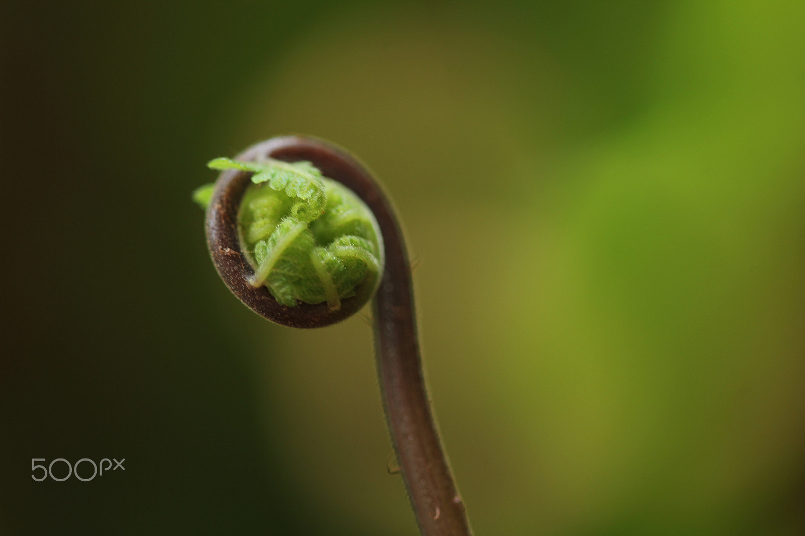 Canon EF 100mm F2.8 Macro USM sample photo. Circinate vernation photography