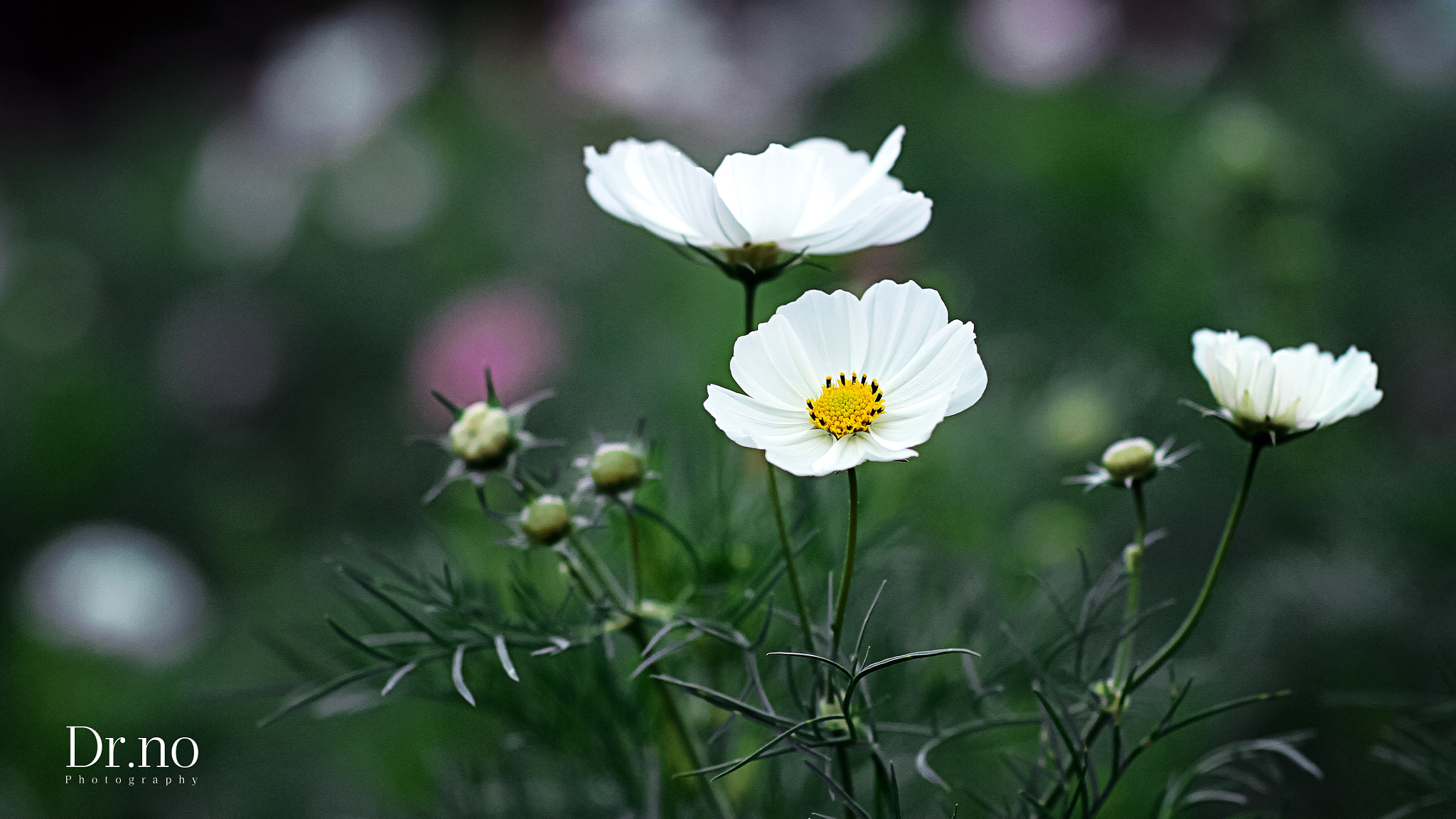 Canon EOS 7D + Canon EF 85mm F1.2L II USM sample photo. Asia spring photography