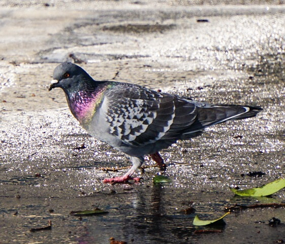 Sony a6300 + Sony E 55-210mm F4.5-6.3 OSS sample photo. Pigeons in the snow photography