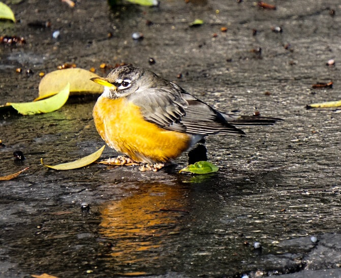 Sony a6300 + Sony E 55-210mm F4.5-6.3 OSS sample photo. The robin photography