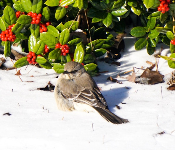 Sony a6300 + Sony E 55-210mm F4.5-6.3 OSS sample photo. Cute holly bird photography
