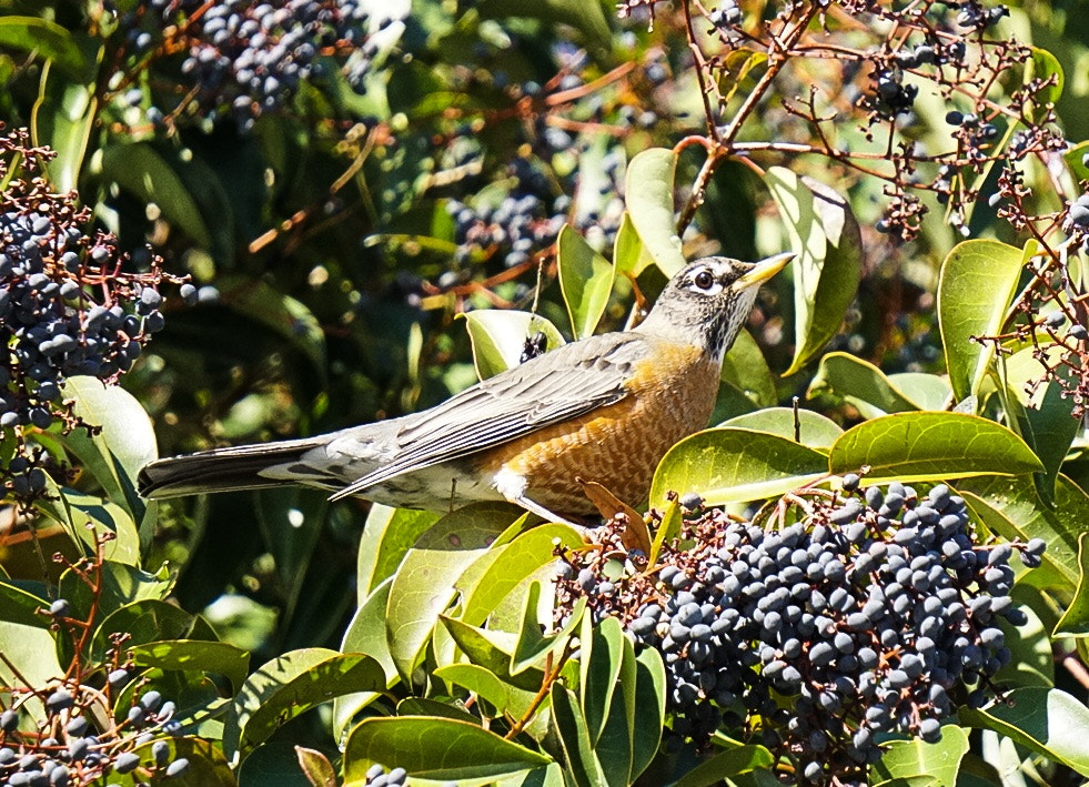 Sony a6300 + Sony E 55-210mm F4.5-6.3 OSS sample photo. Robin eats fruit photography