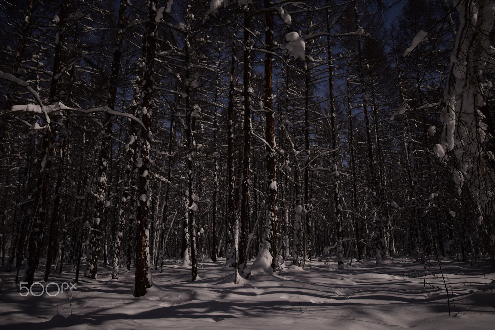Samyang 16mm F2 ED AS UMC CS sample photo. Night in the forest photography