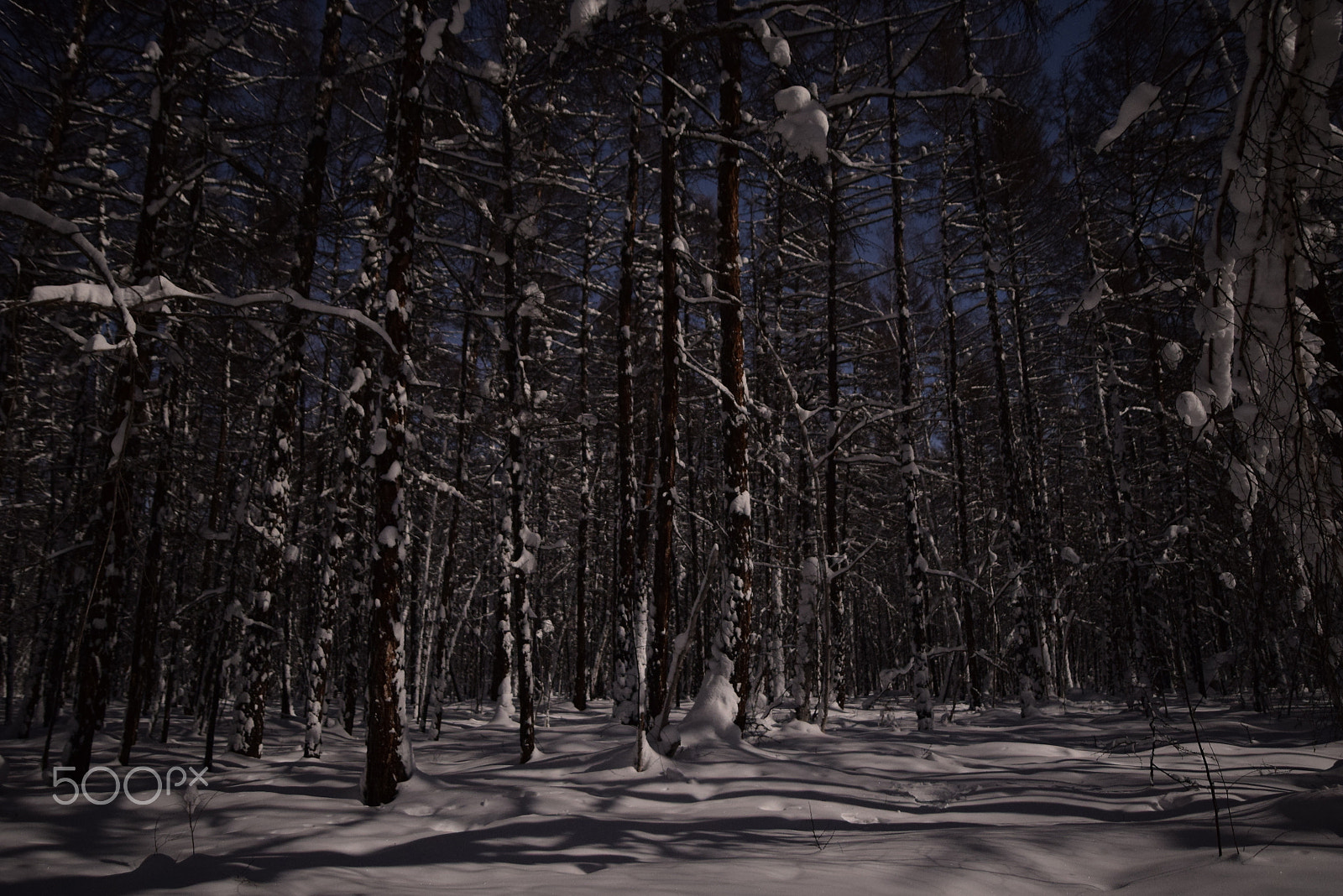 Nikon D3300 + Samyang 16mm F2 ED AS UMC CS sample photo. Night in the forest photography