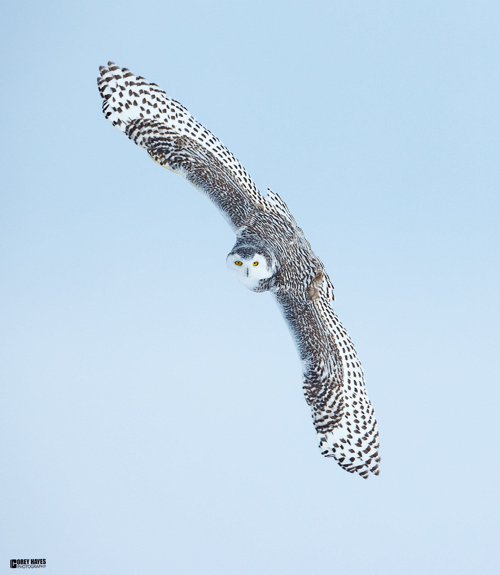 Canon EOS-1D X + Canon EF 500mm F4L IS USM sample photo. Snowy owl banking photography