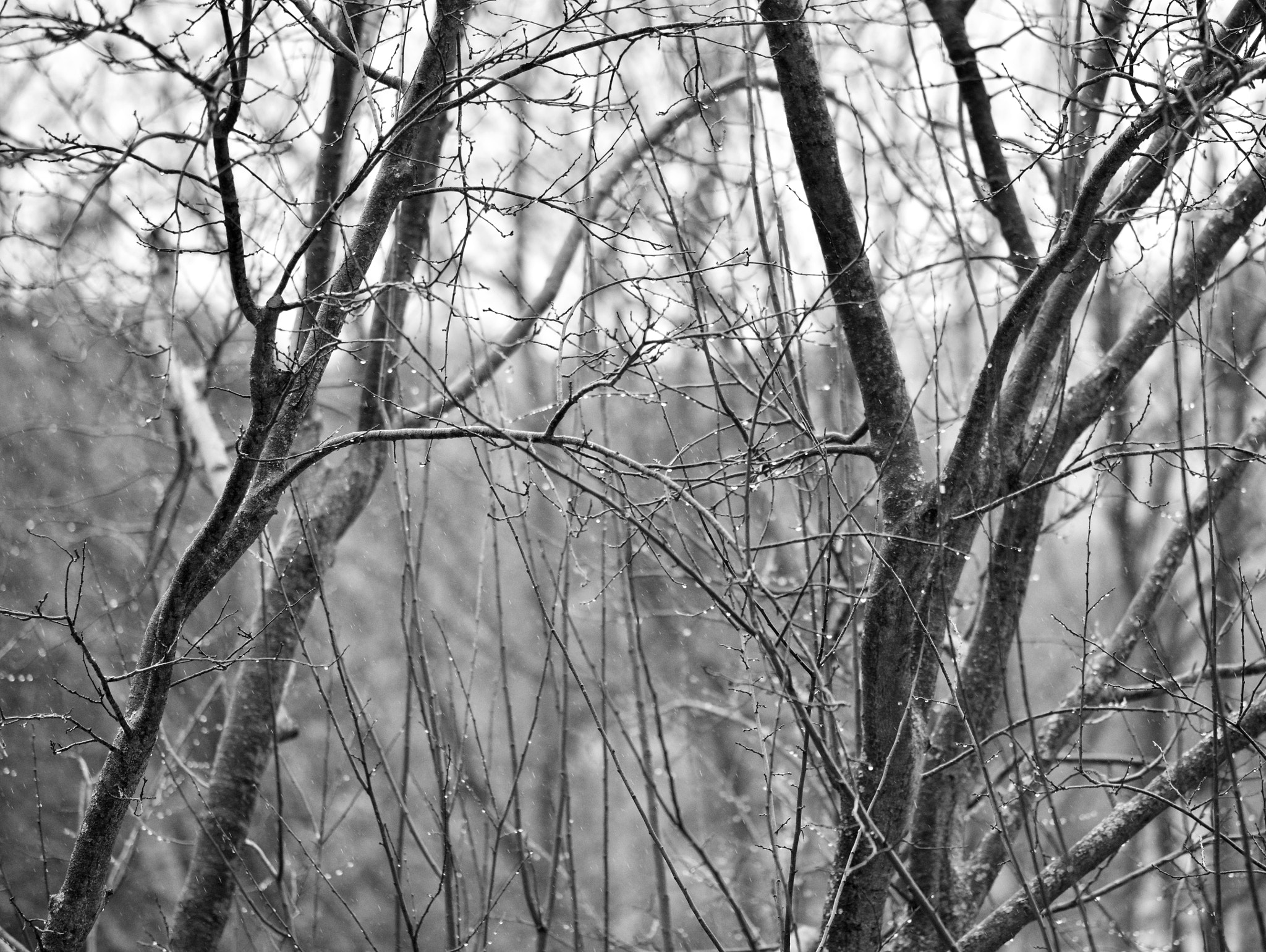Fujifilm X-T1 + Fujifilm XF 90mm F2 R LM WR sample photo. Sticks of winter photography