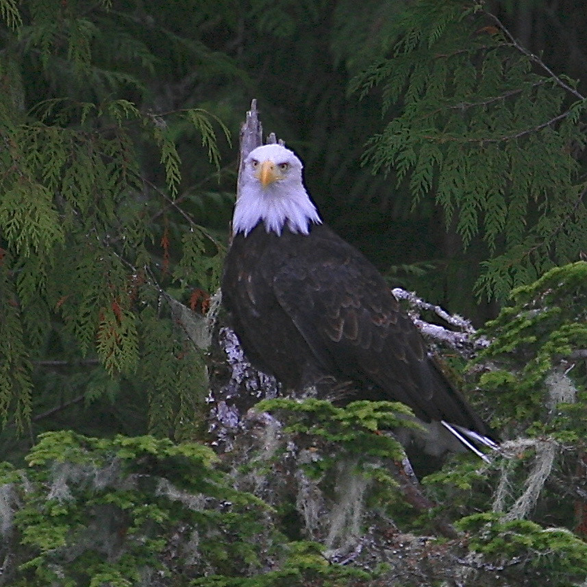 Canon EOS 5D + Canon EF 100-400mm F4.5-5.6L IS USM sample photo. Bald eagle photography