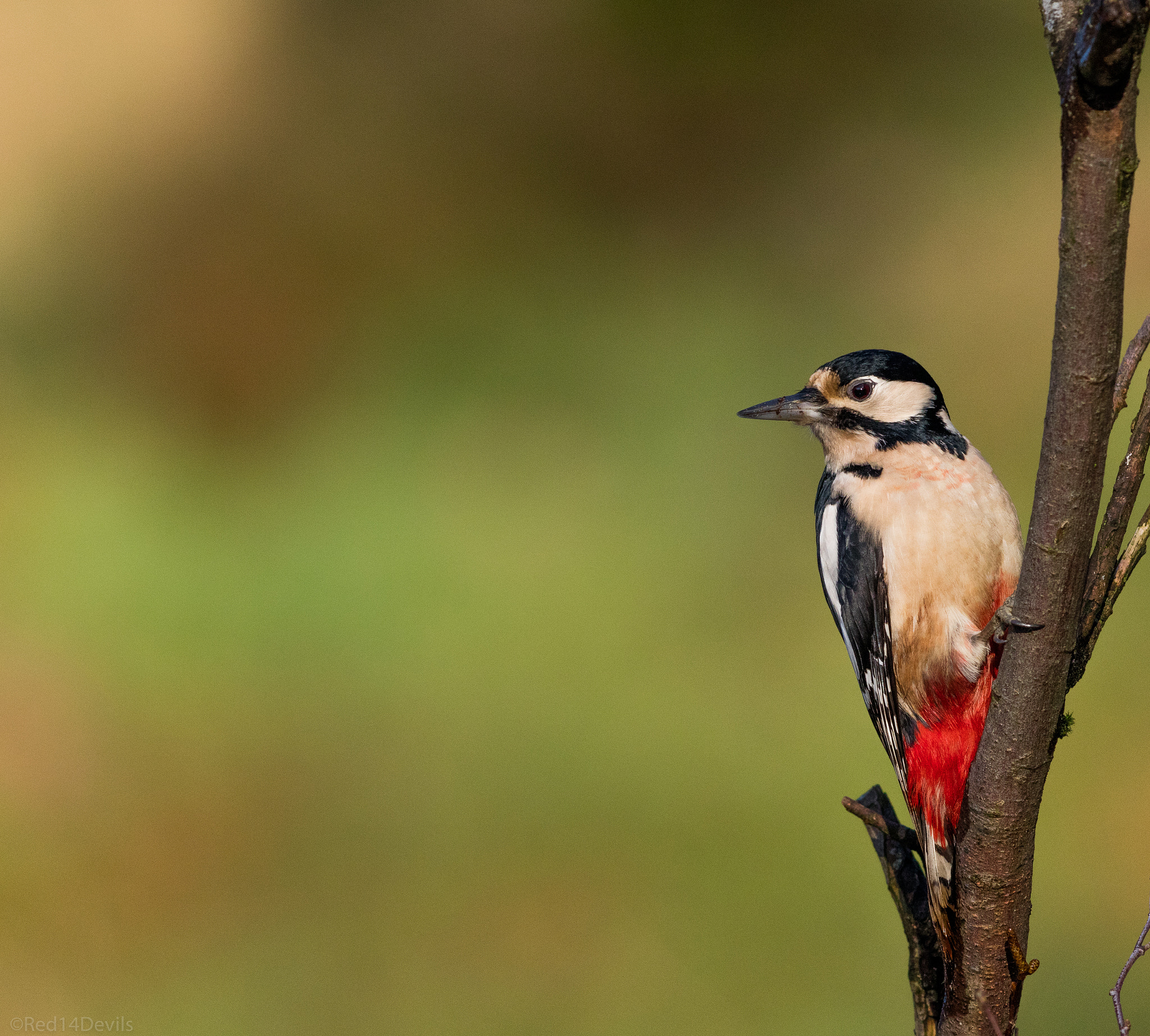 Canon EF 200-400mm F4L IS USM Extender 1.4x sample photo. Great spotted woodpecker photography